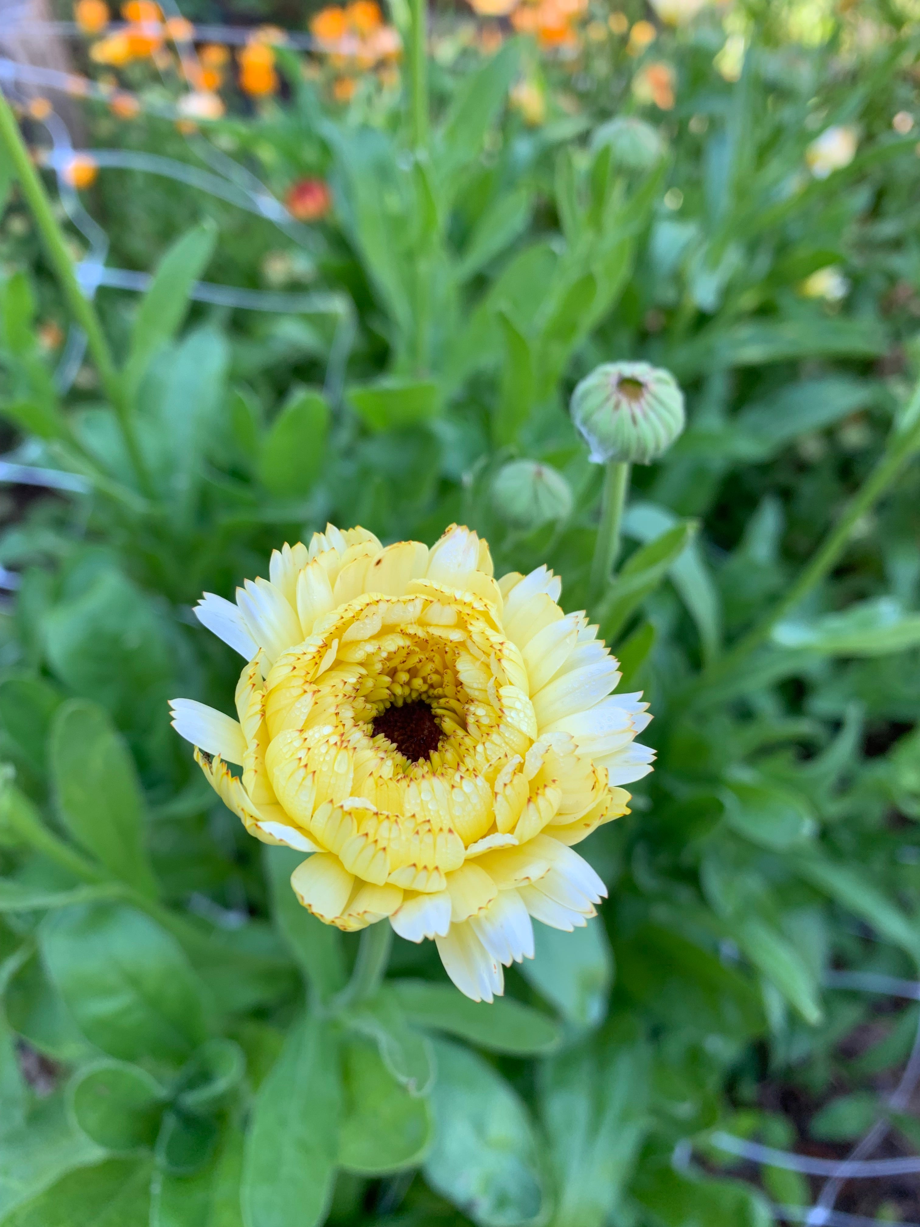 Ivory Princess Calendula