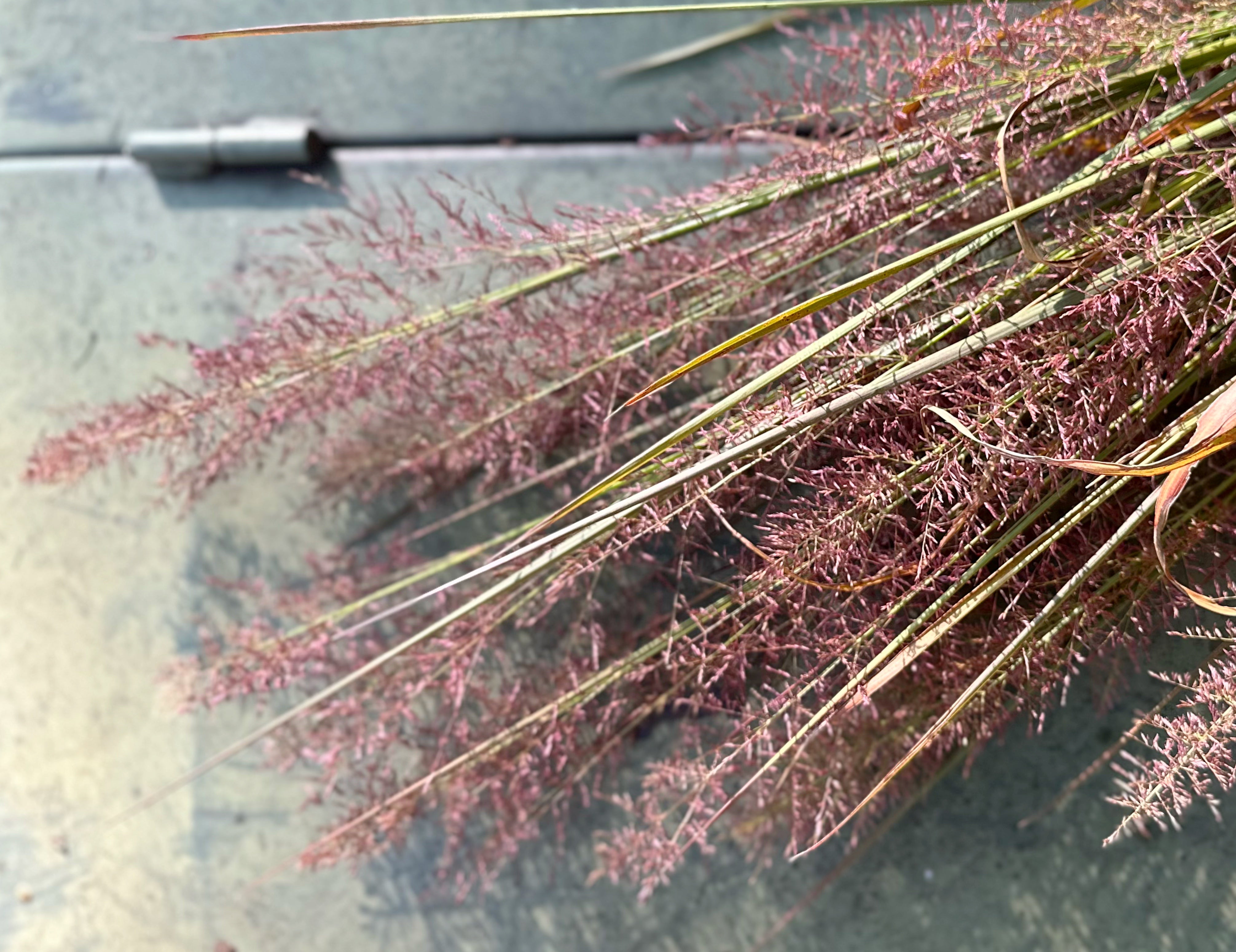 Native Wetland Grass