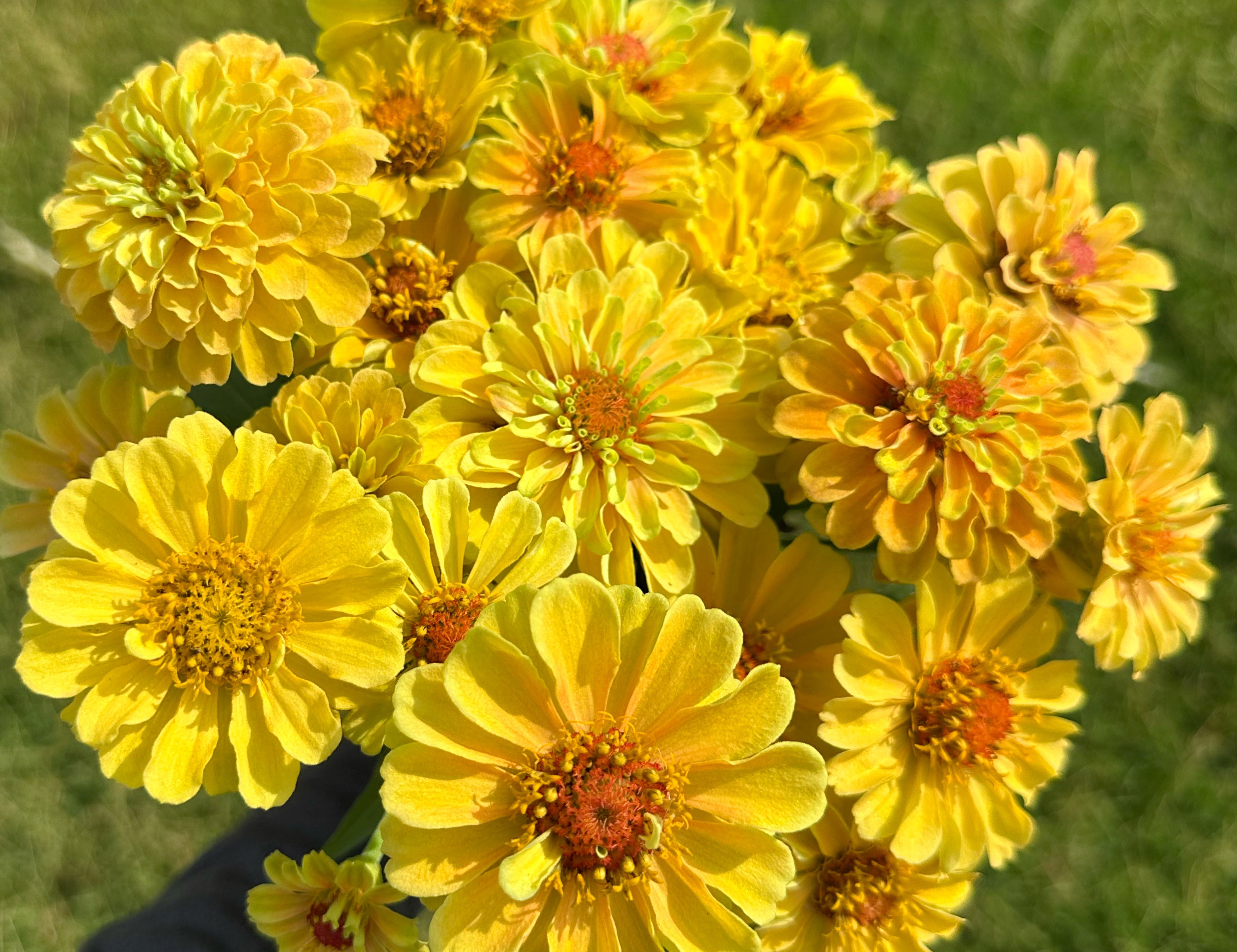 Queeny Lemon Peach Zinnias