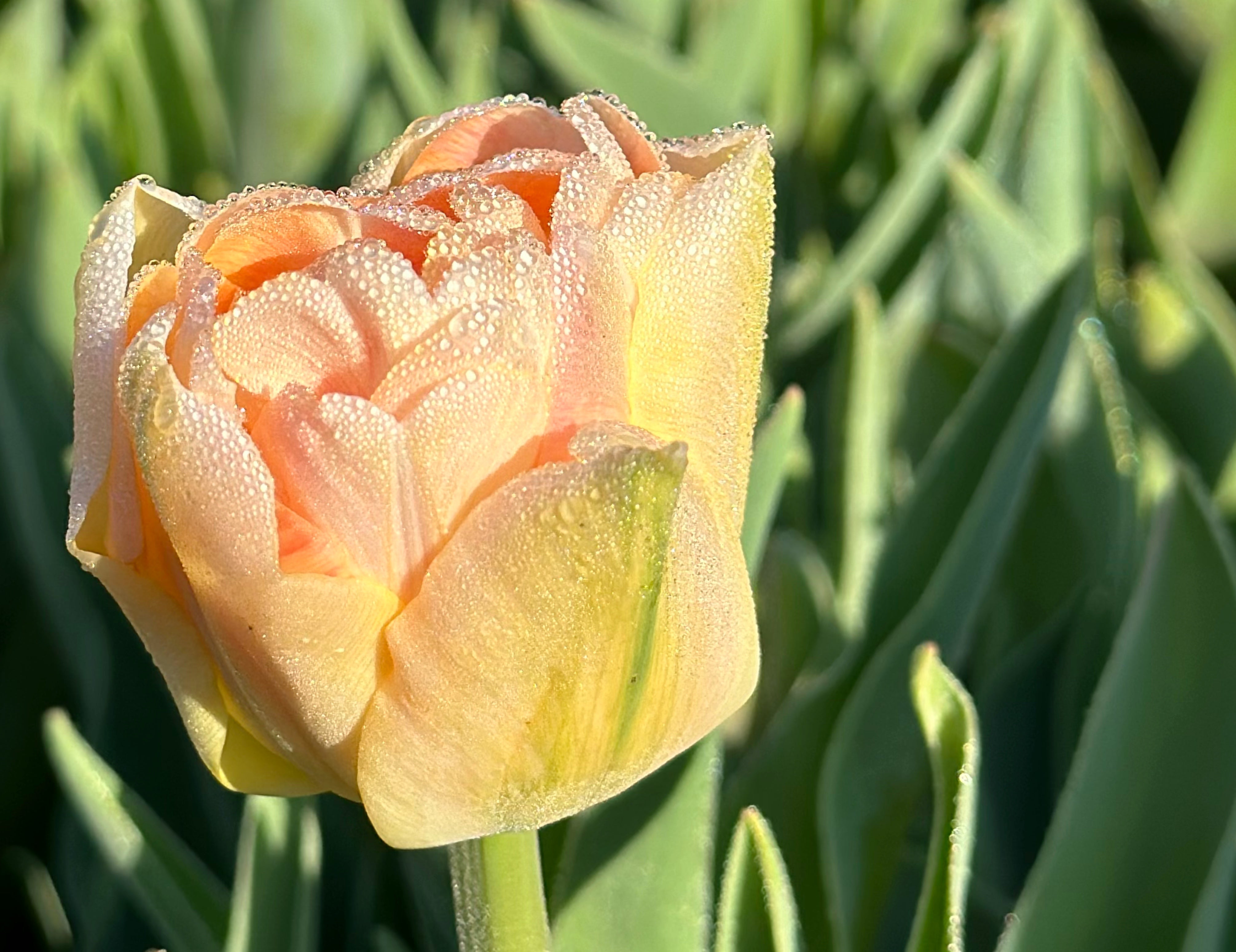 Charming Lady Tulip