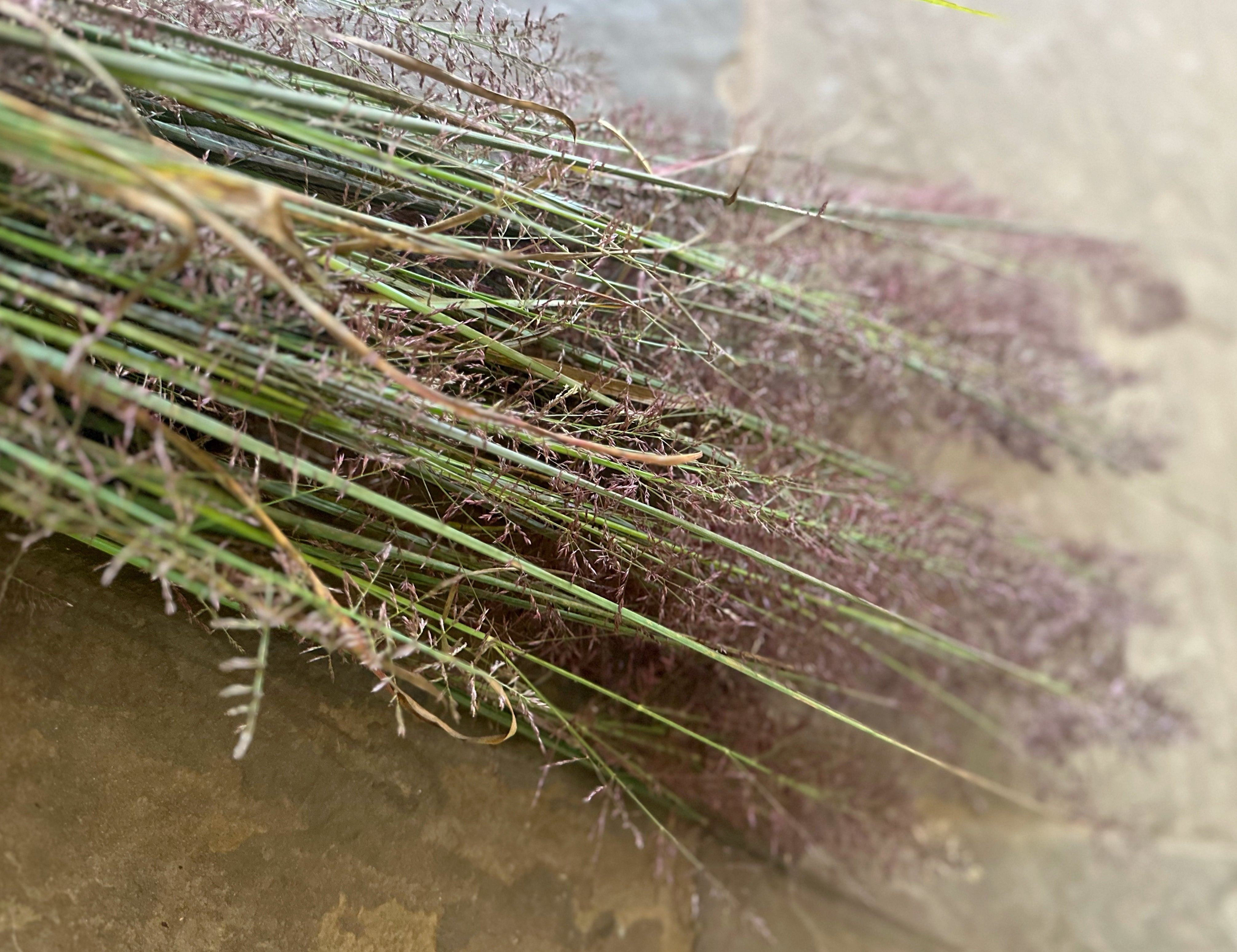 Native Wetland Grass
