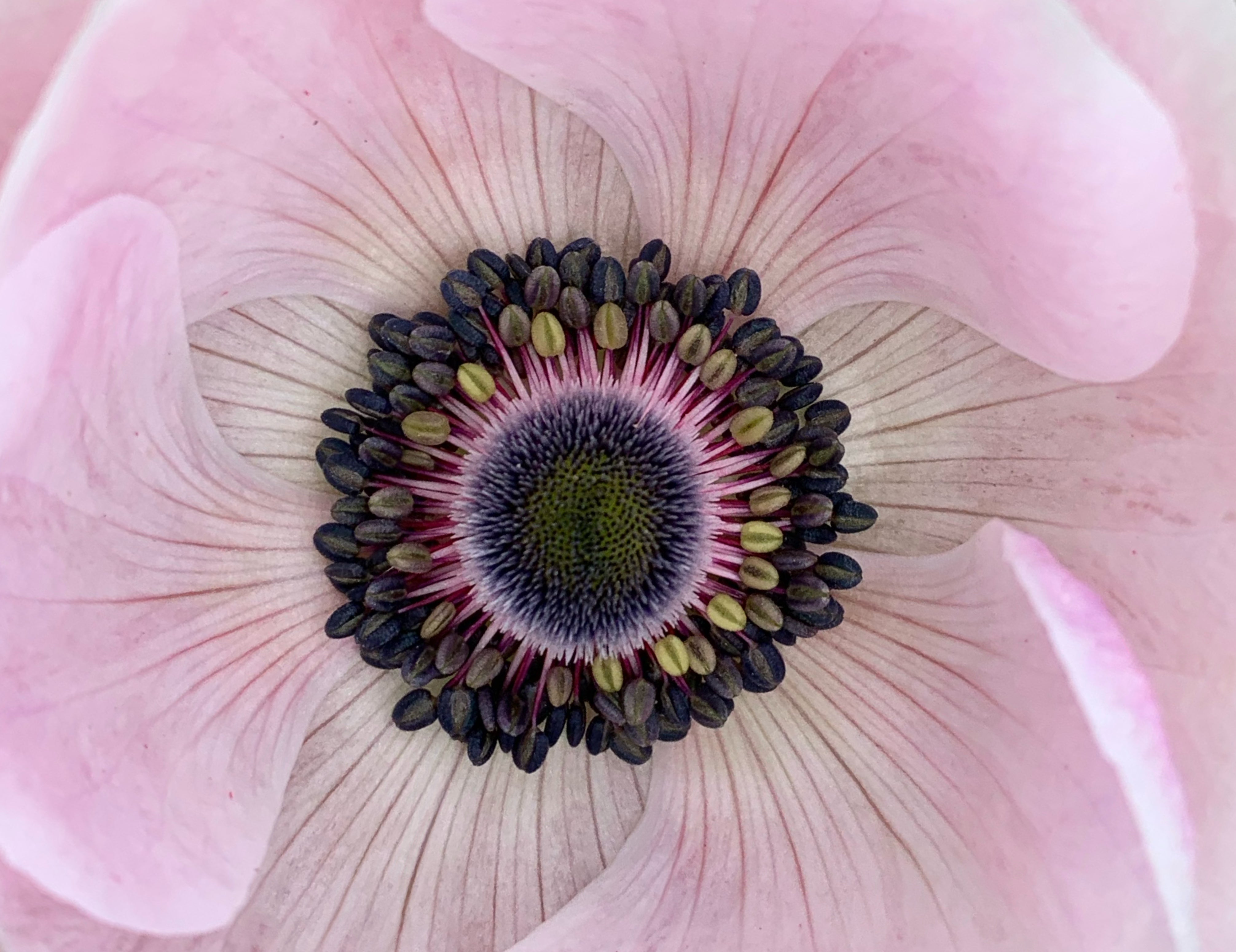 Pastel w/ Dark Eye Anemone