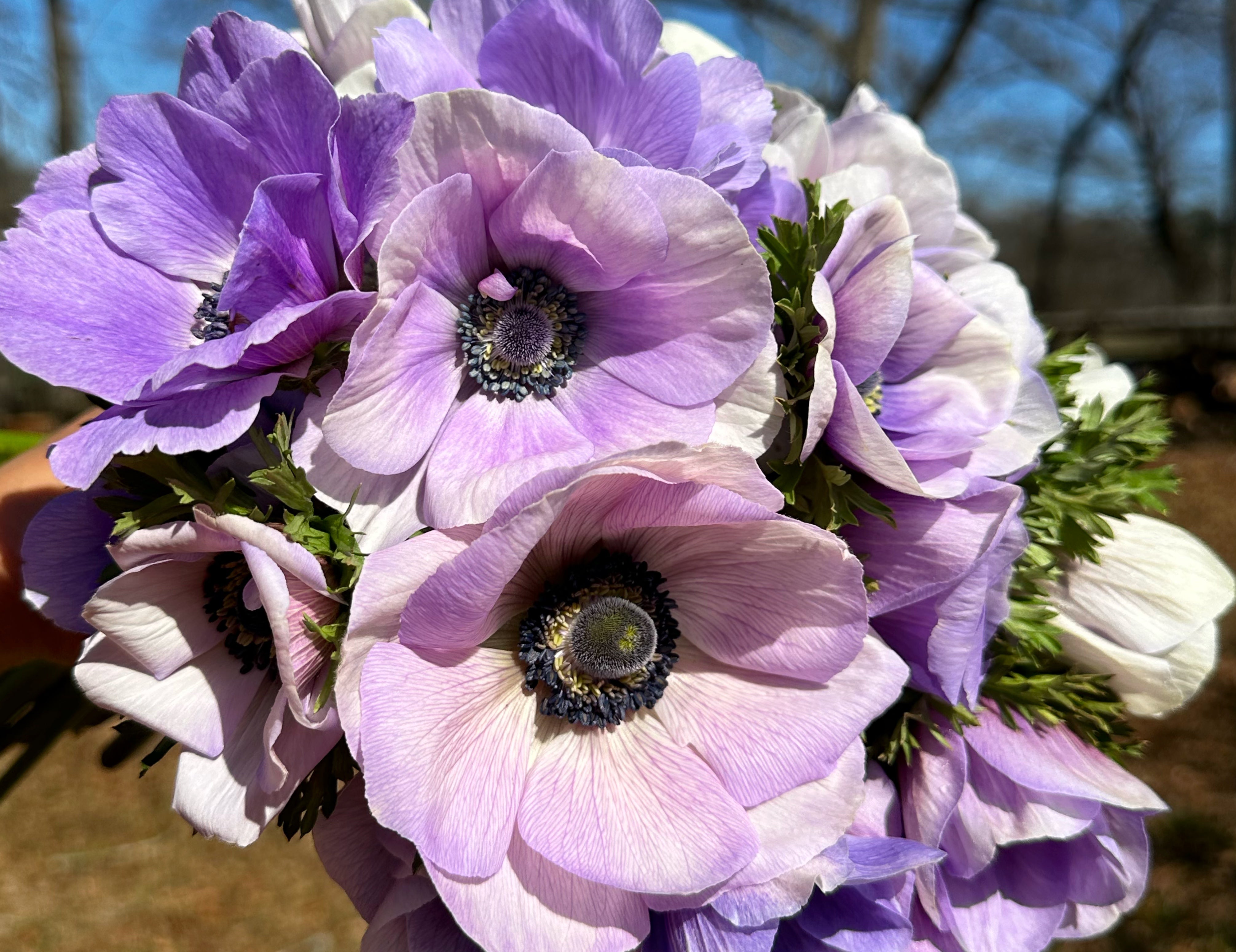 Pastel w/ Dark Eye Anemone