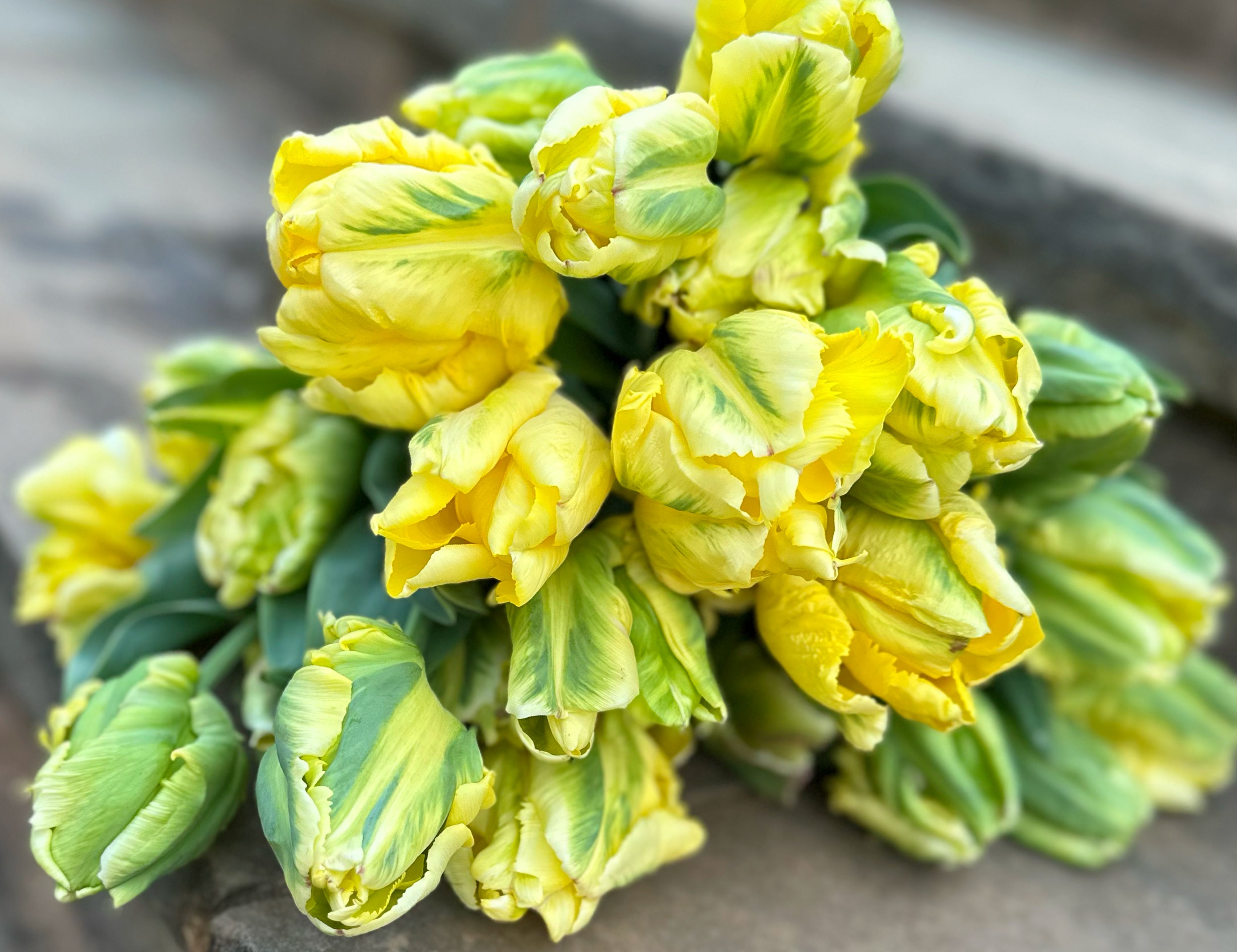 Yellow Madonna Tulip