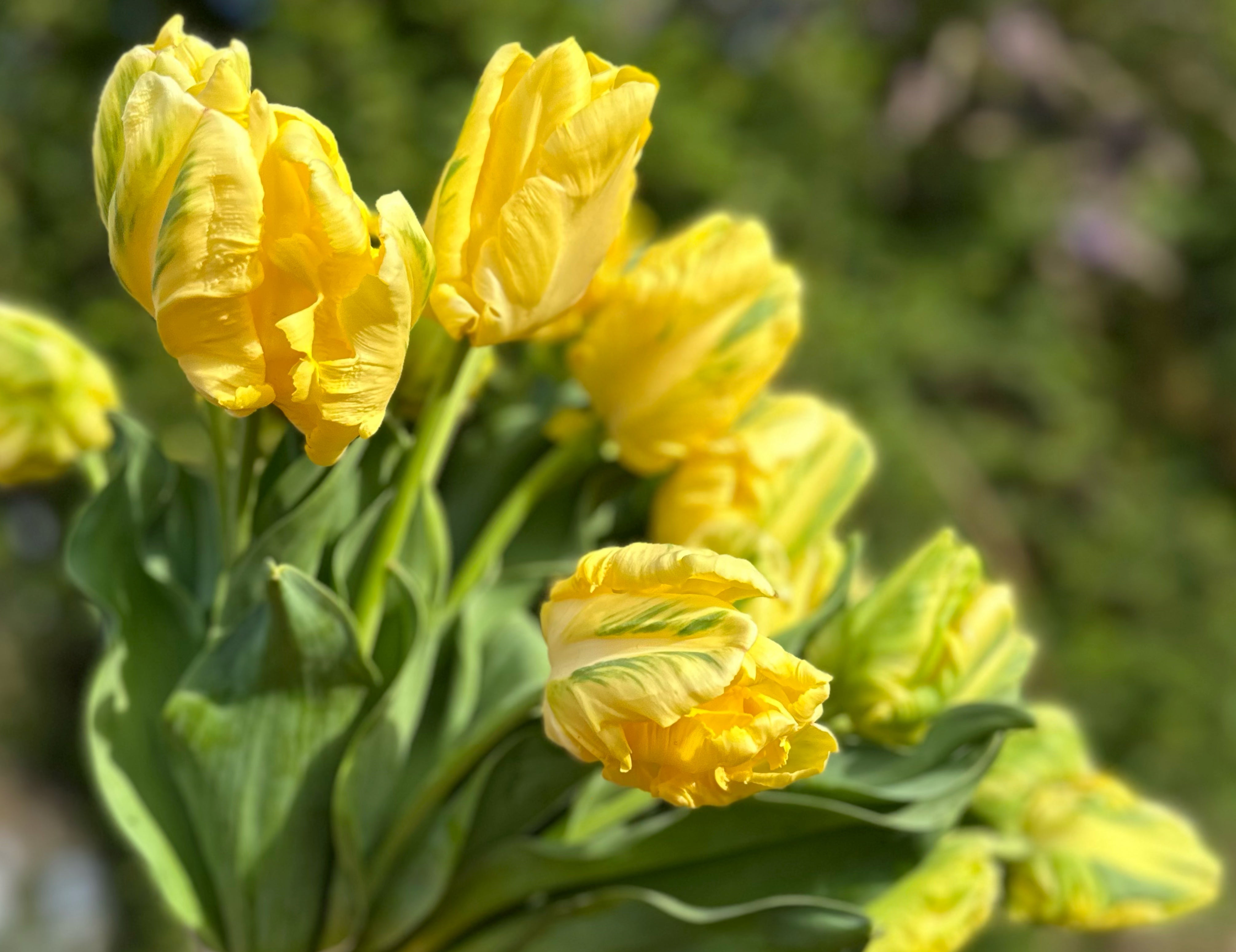 Yellow Madonna Tulip