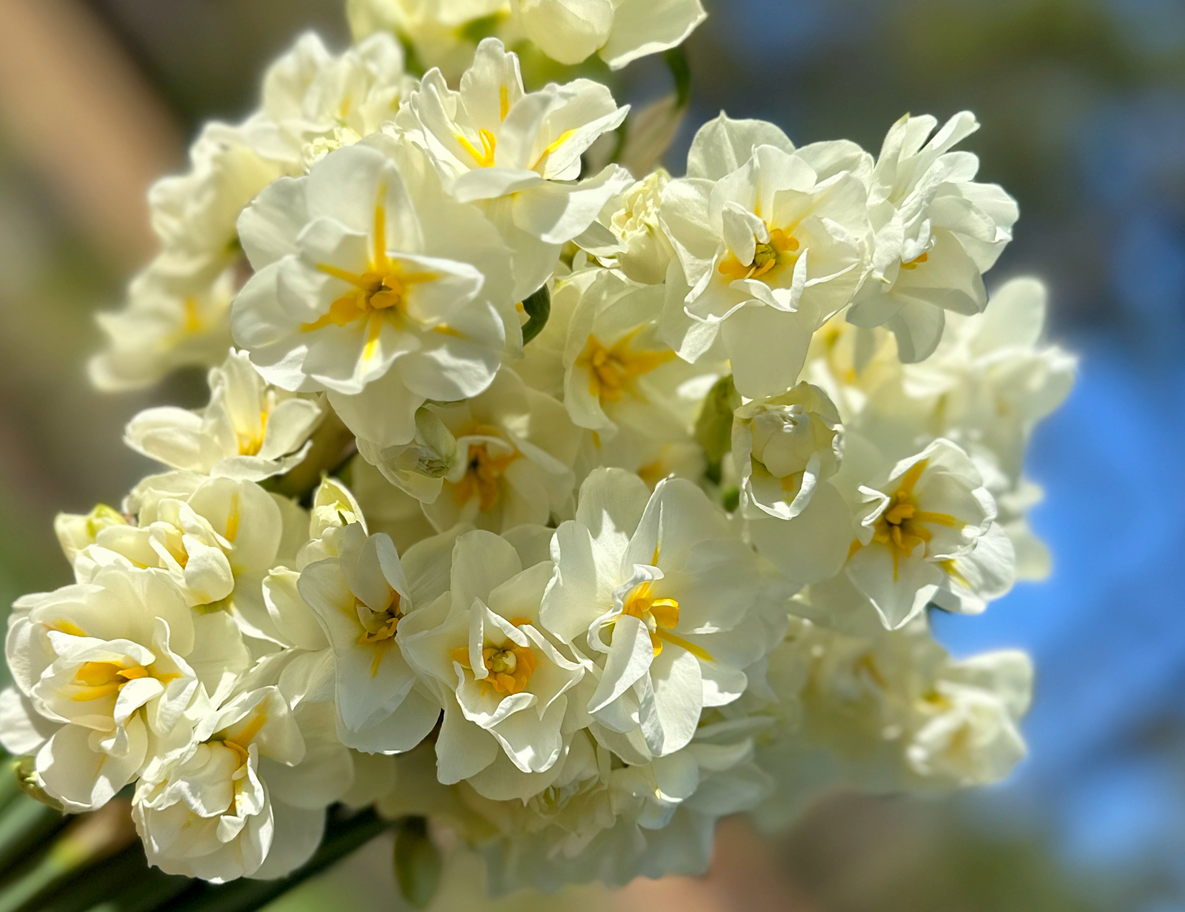 Bridal Crown Narcissus