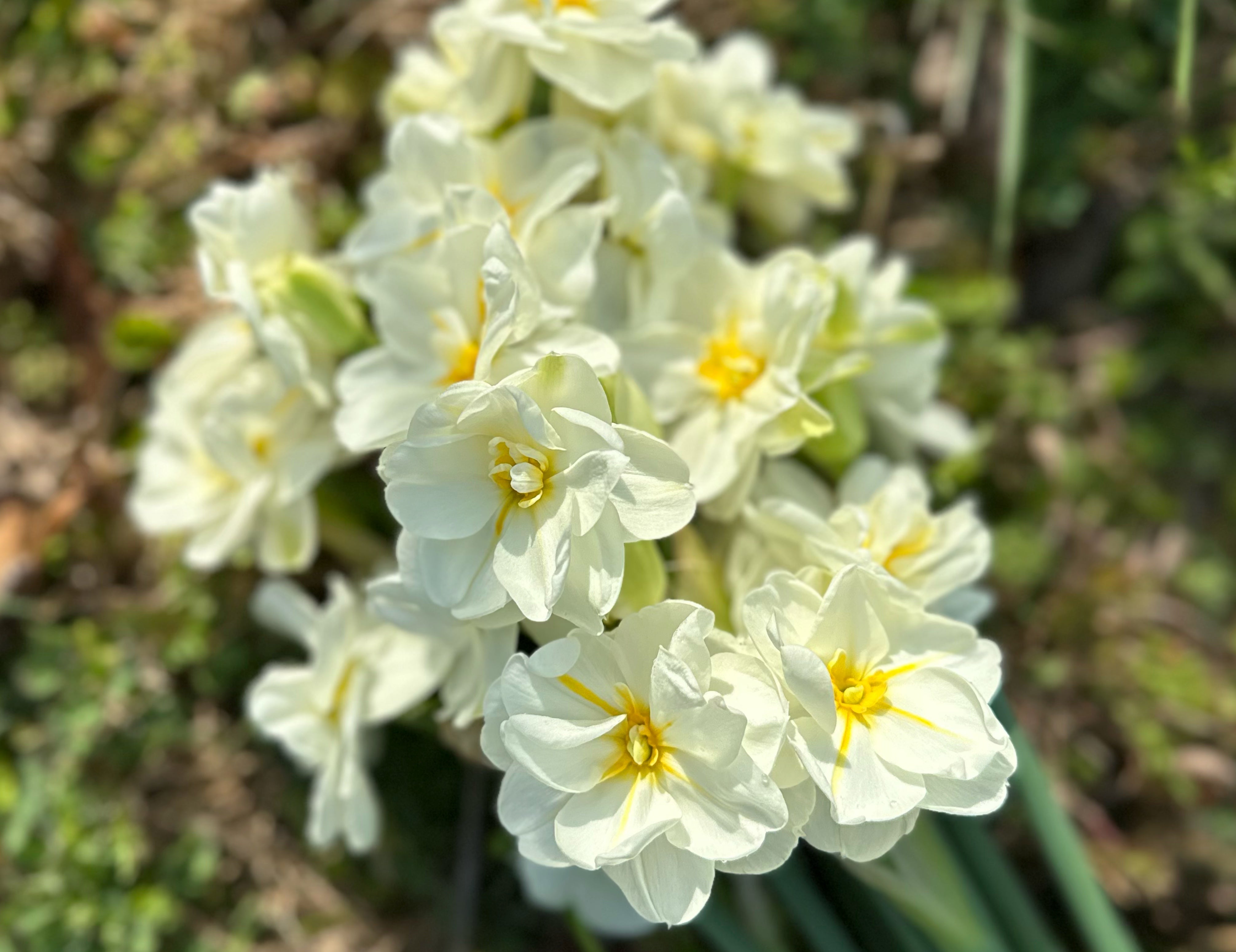 Sir Winston Churchill Narcissus