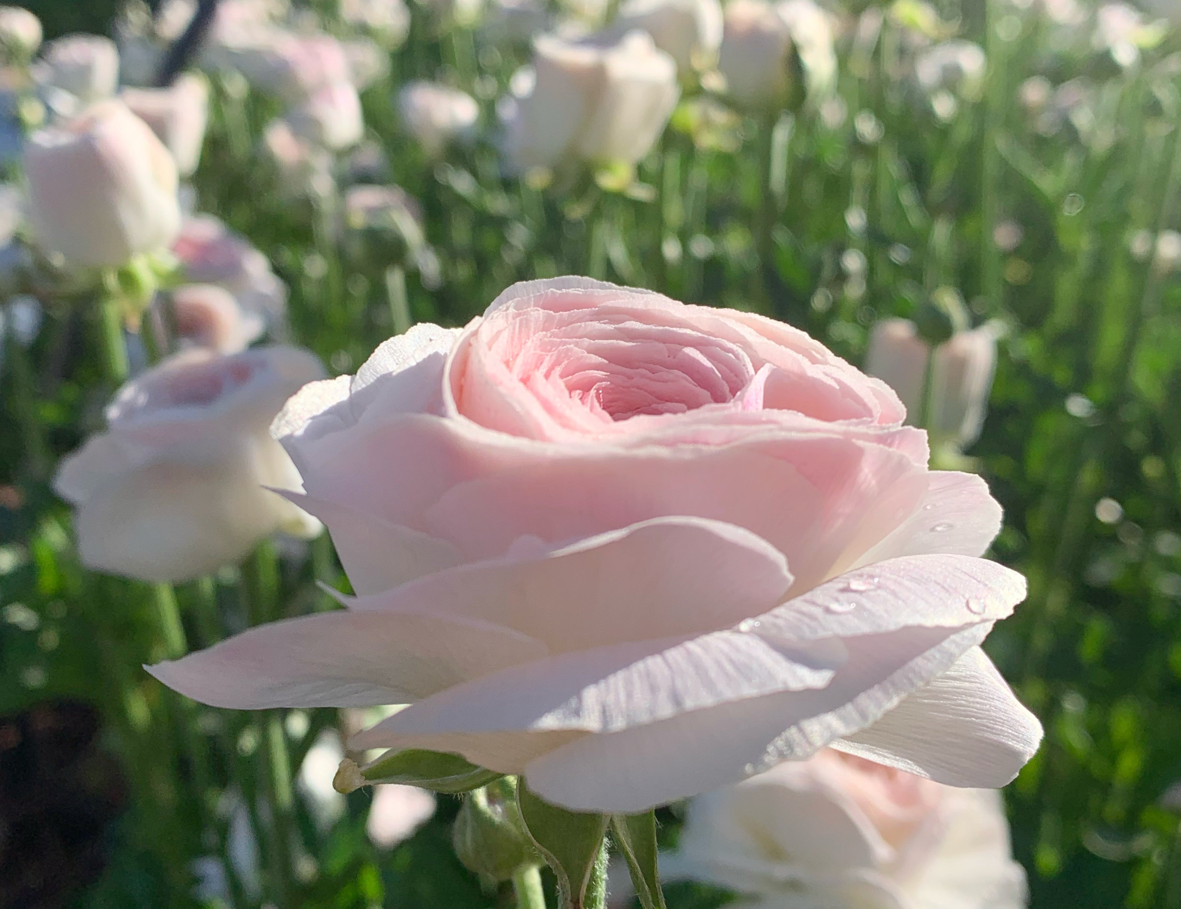 Romance Courchevel Ranunculus