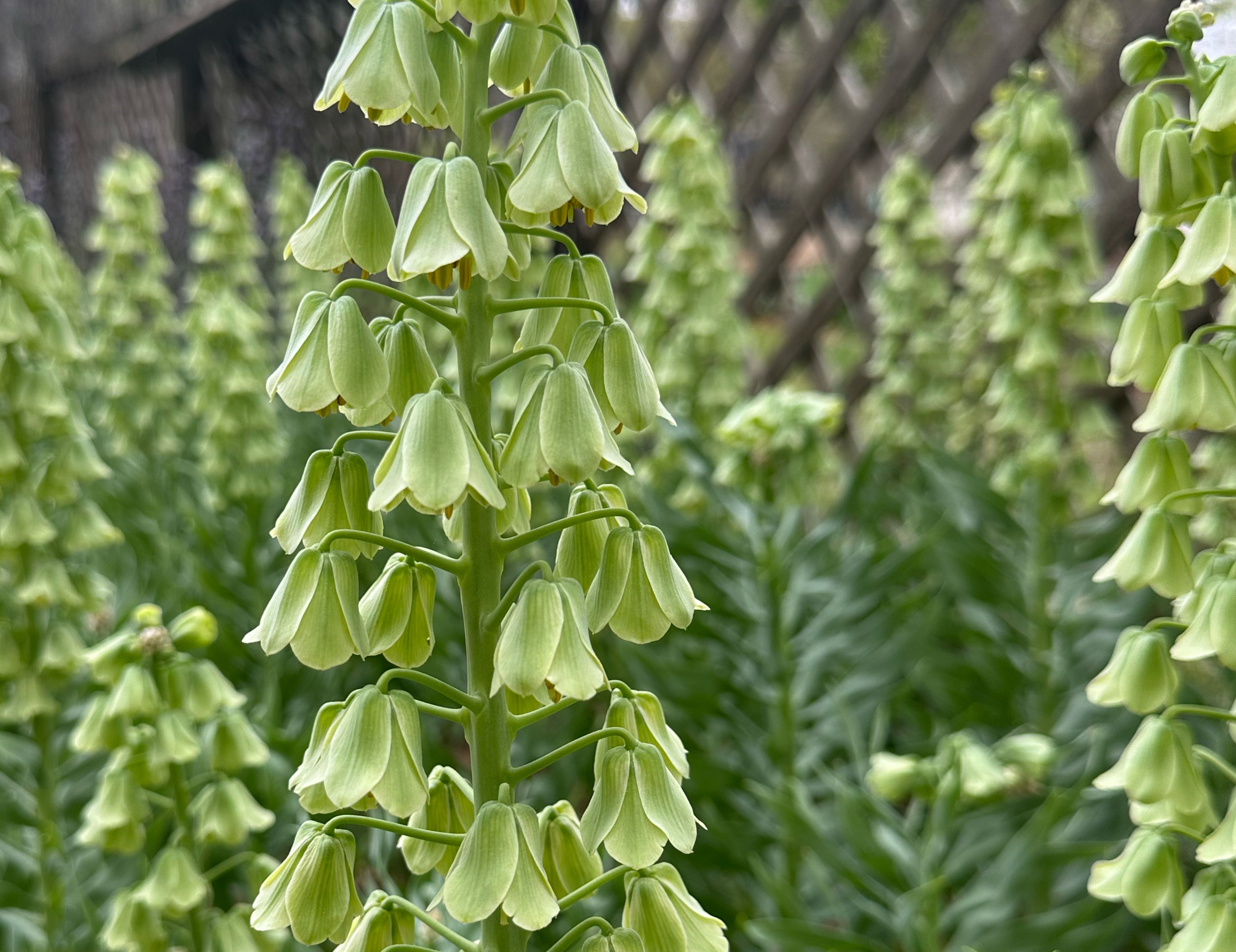 Ivory Bells Fritillaria