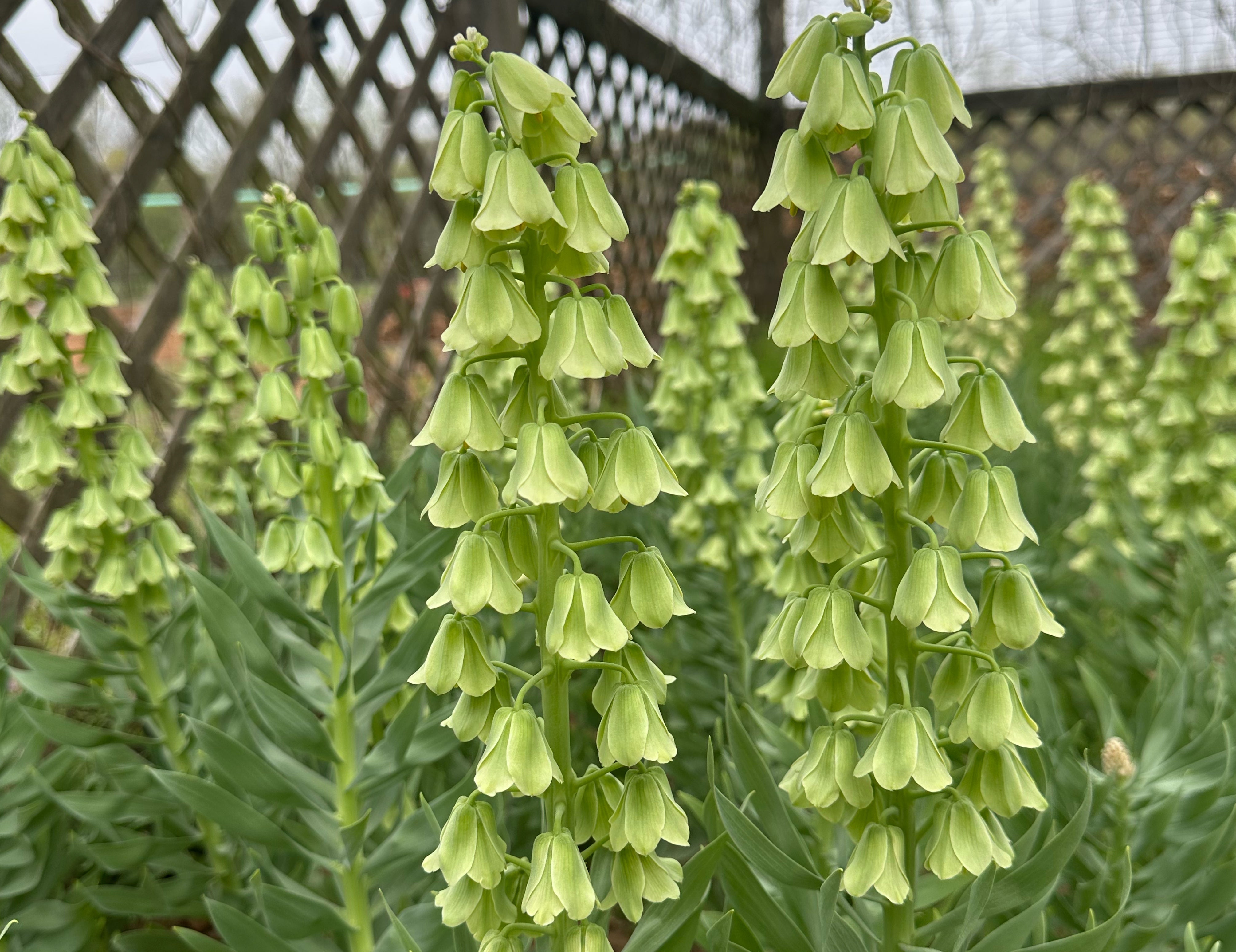 Ivory Bells Fritillaria