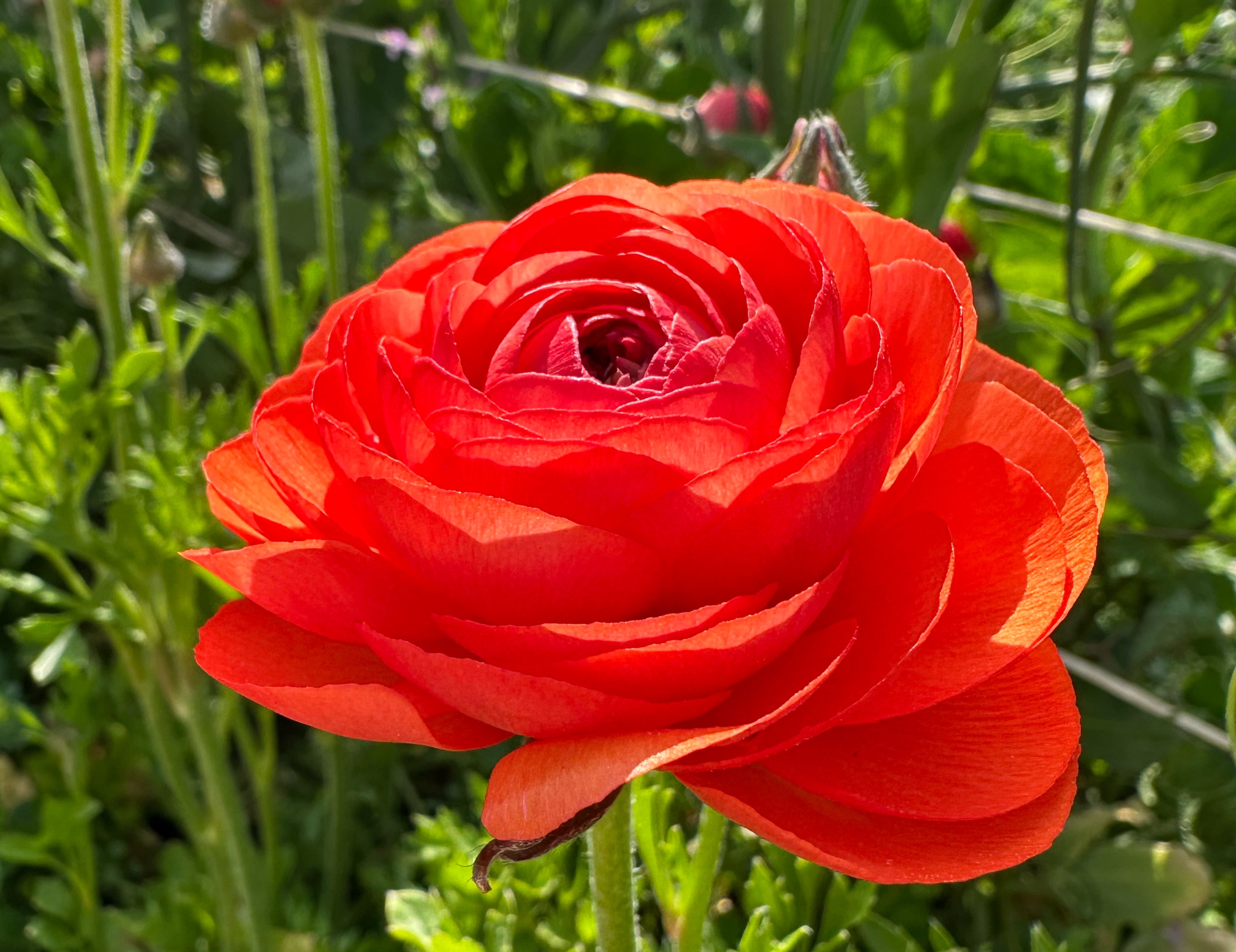 Romance Paradou Ranunculus