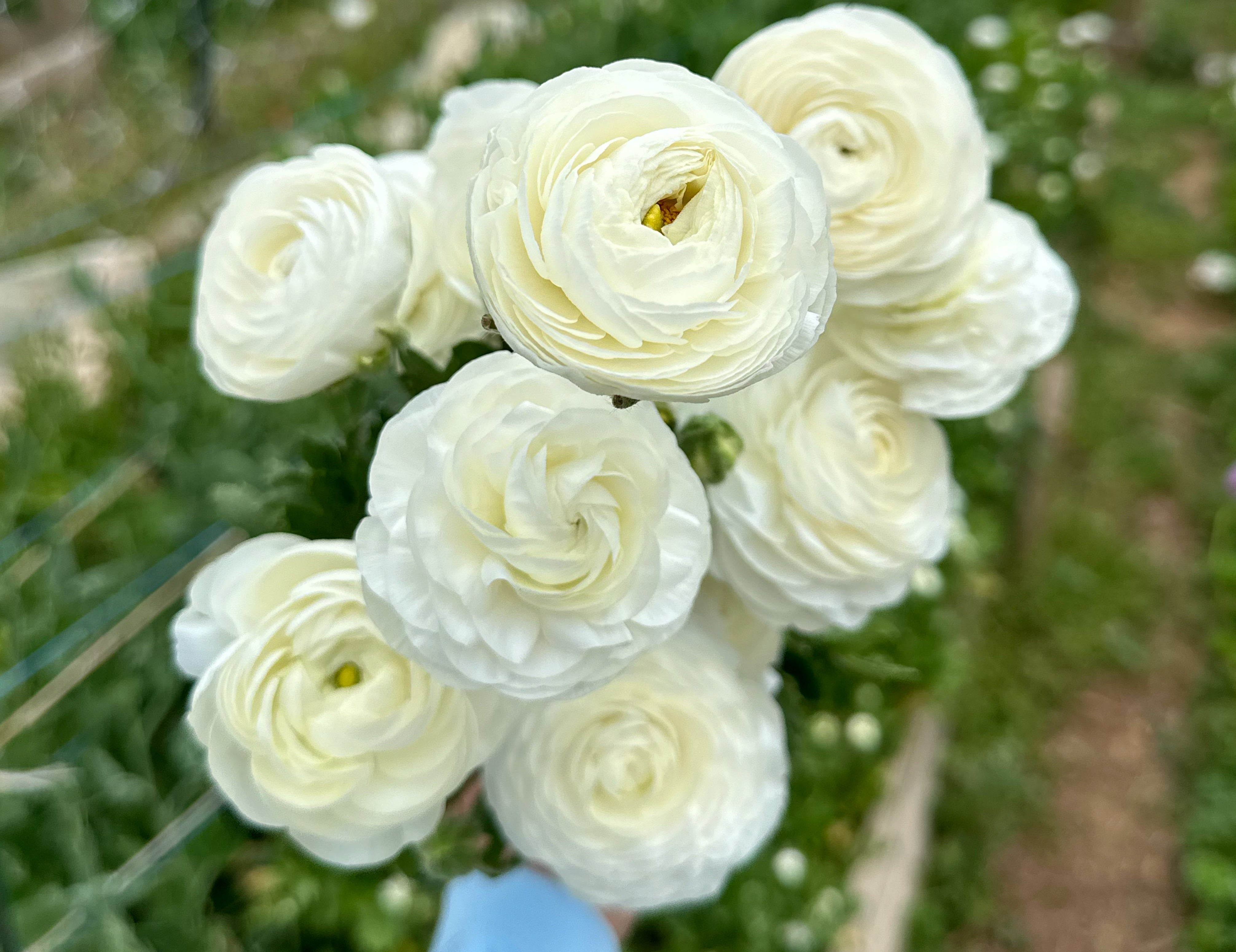 Elegance Bianco Ranunculus