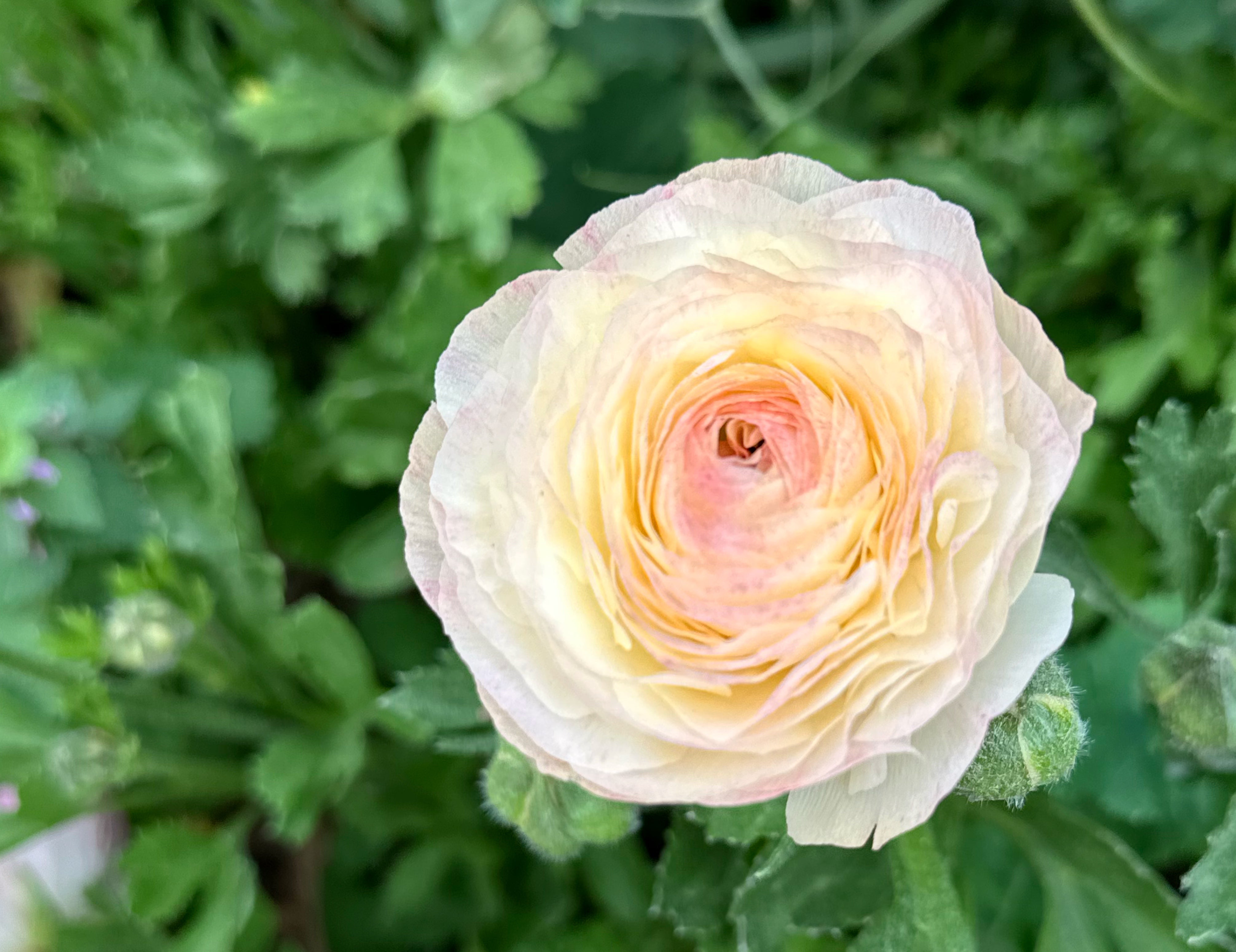 Elegance Bianco Sfumato Ranunculus