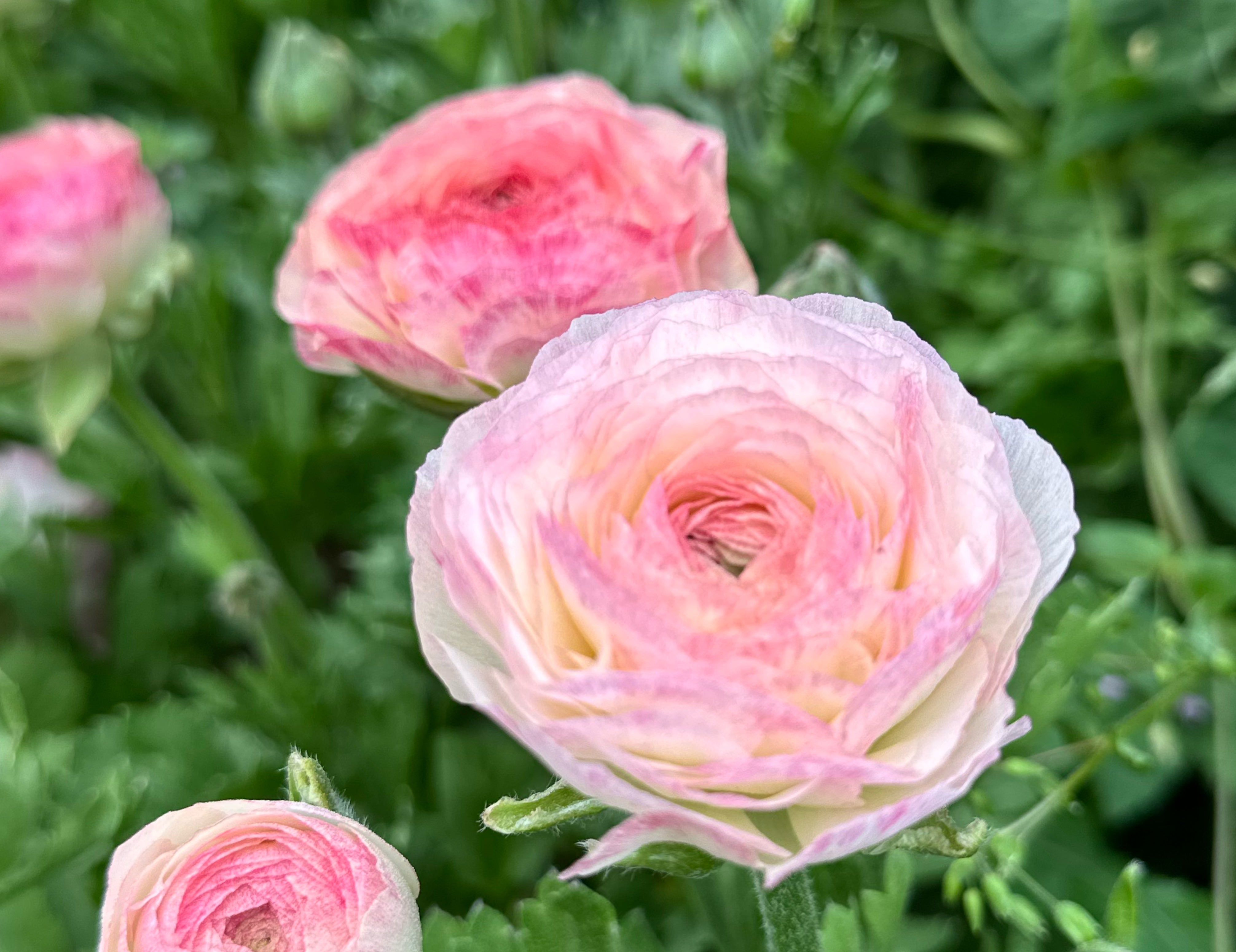 Elegance Bianco Sfumato Ranunculus