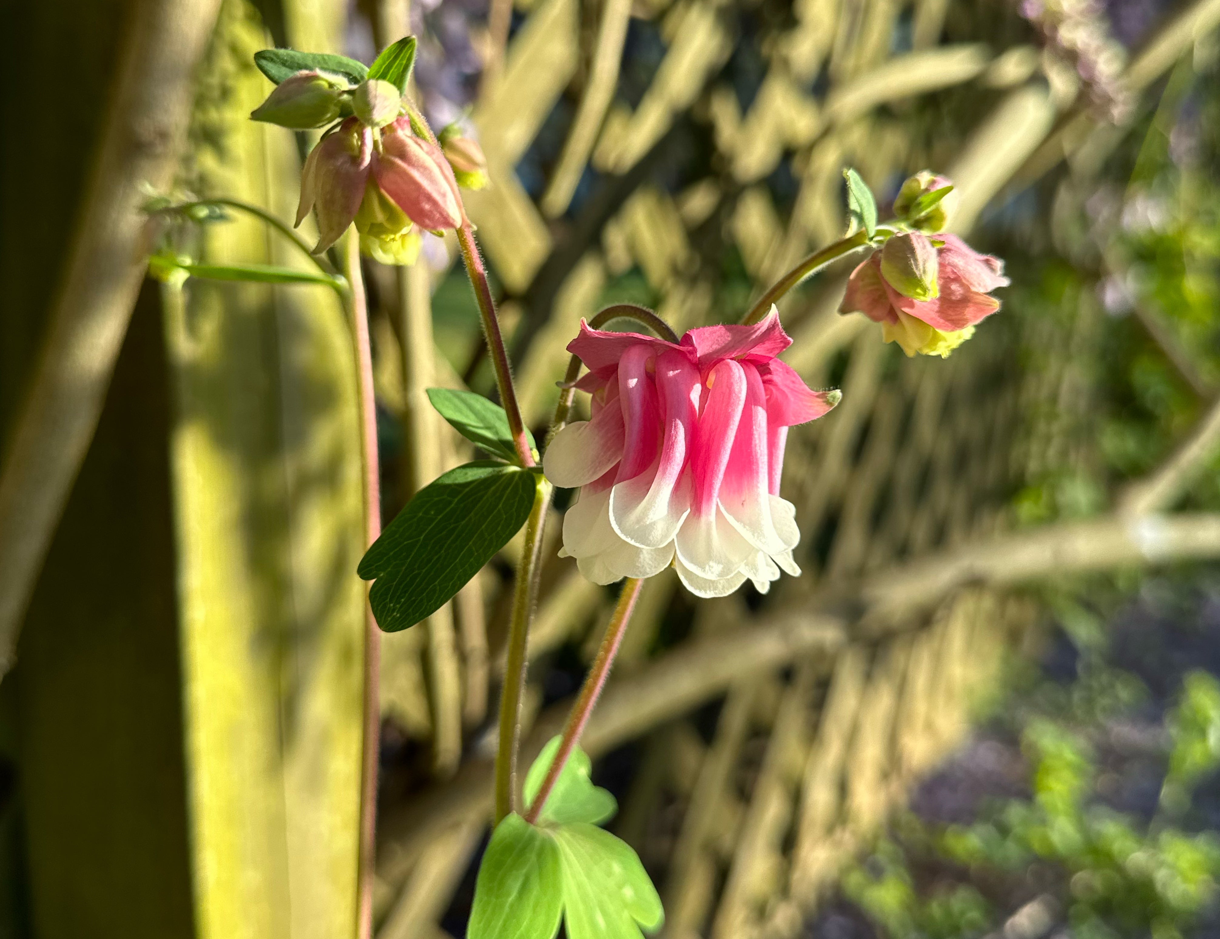 Pink Petticoat Columbine