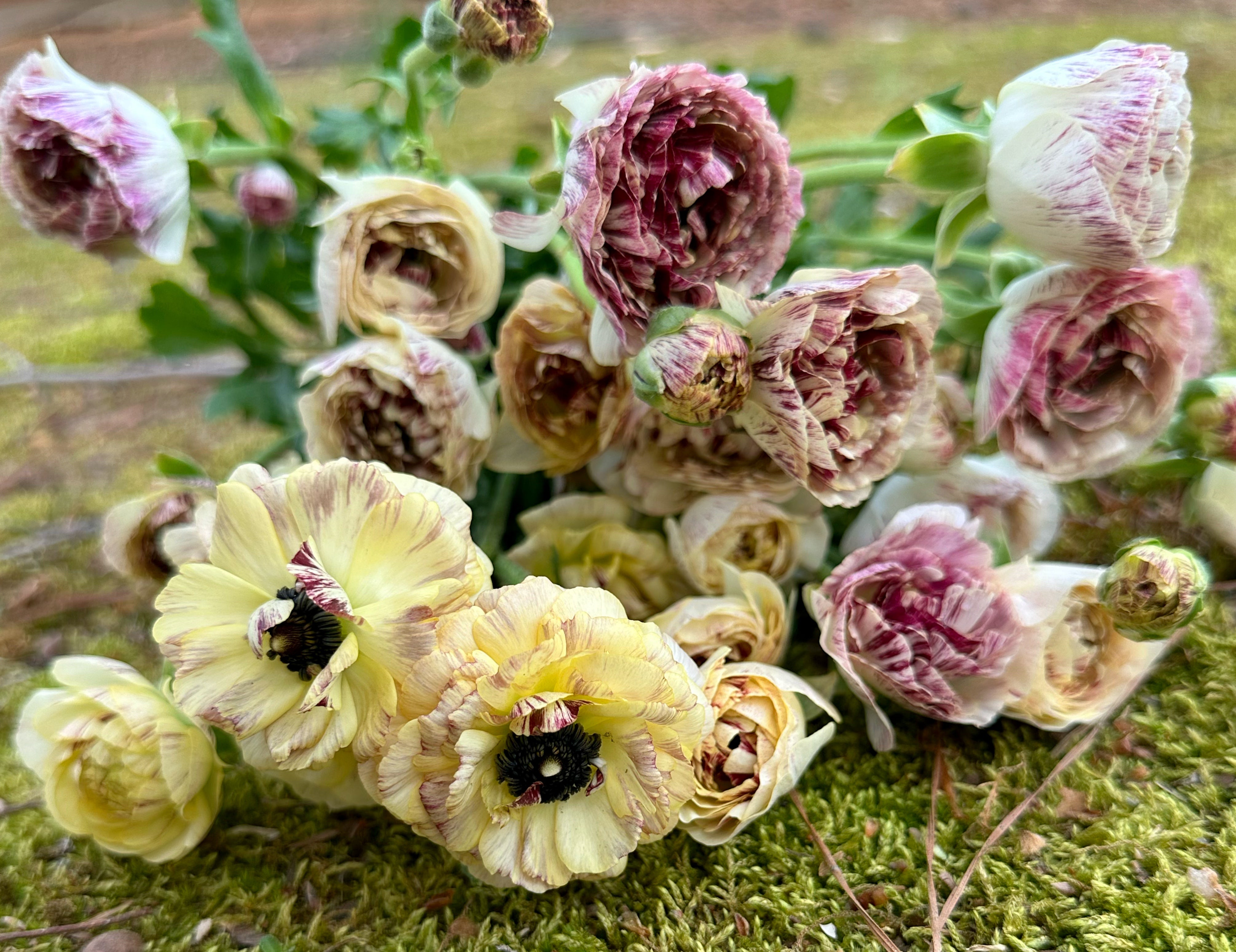 Romance Galthie Ranunculus