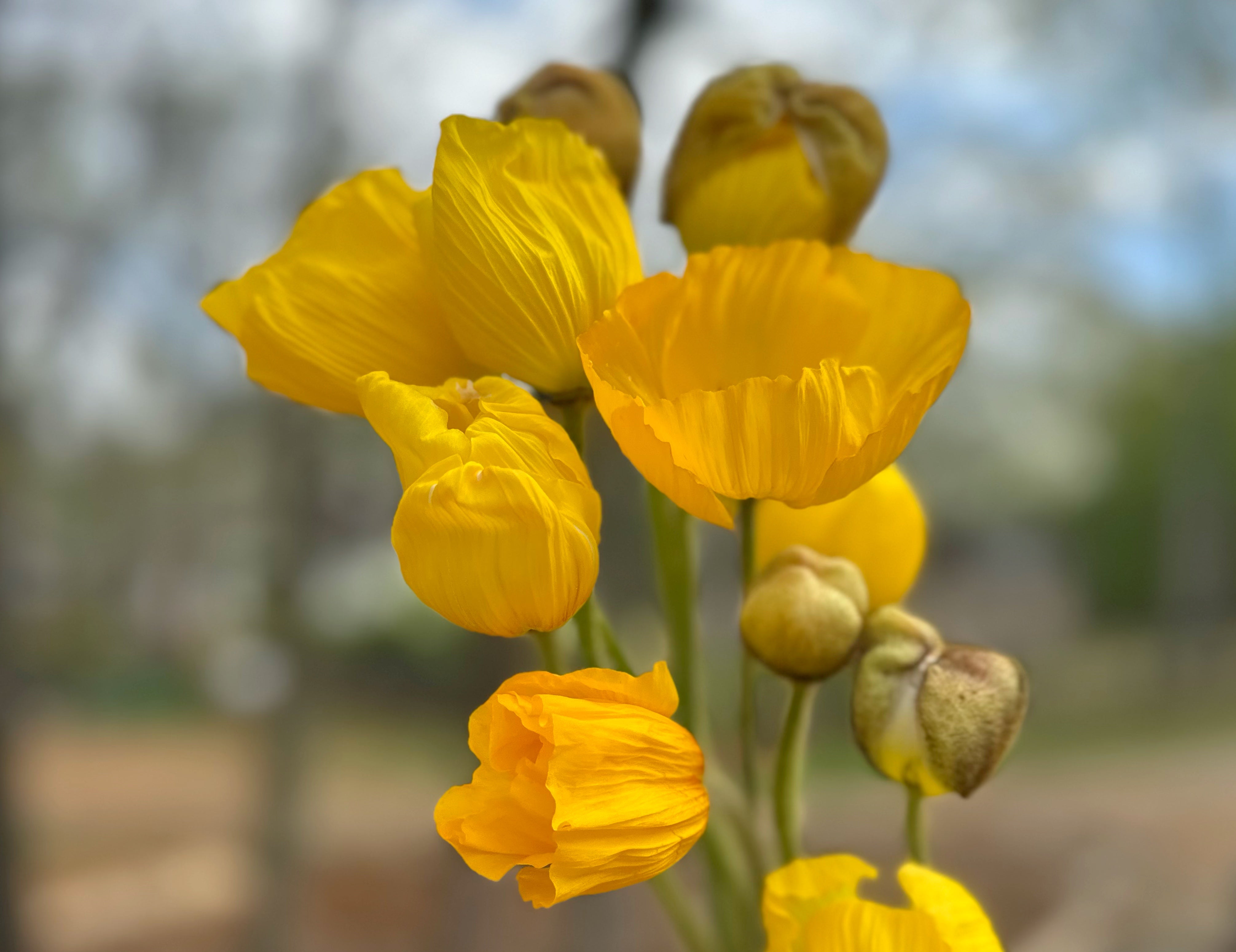 Yellow Hummingbird Poppies
