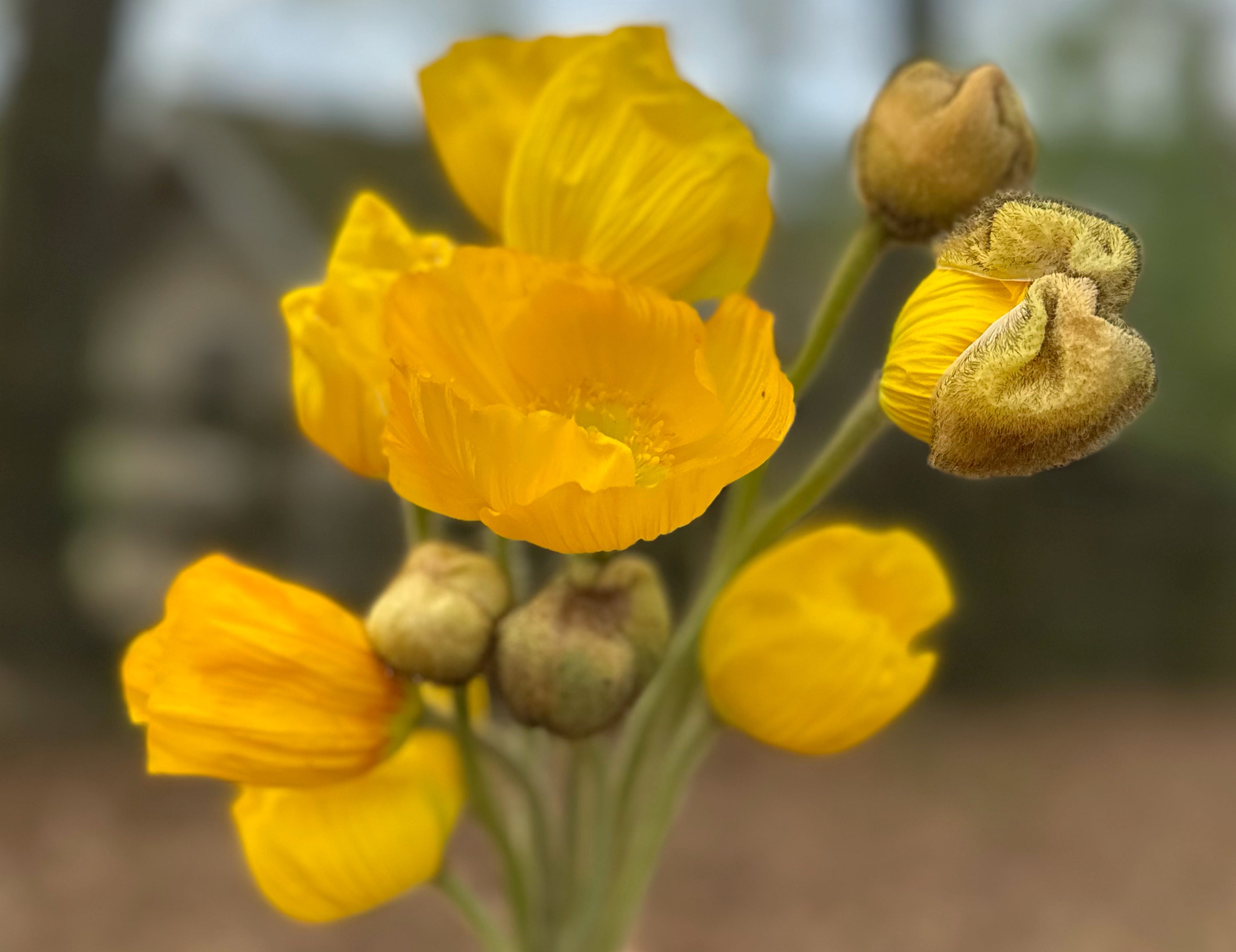 Yellow Hummingbird Poppies