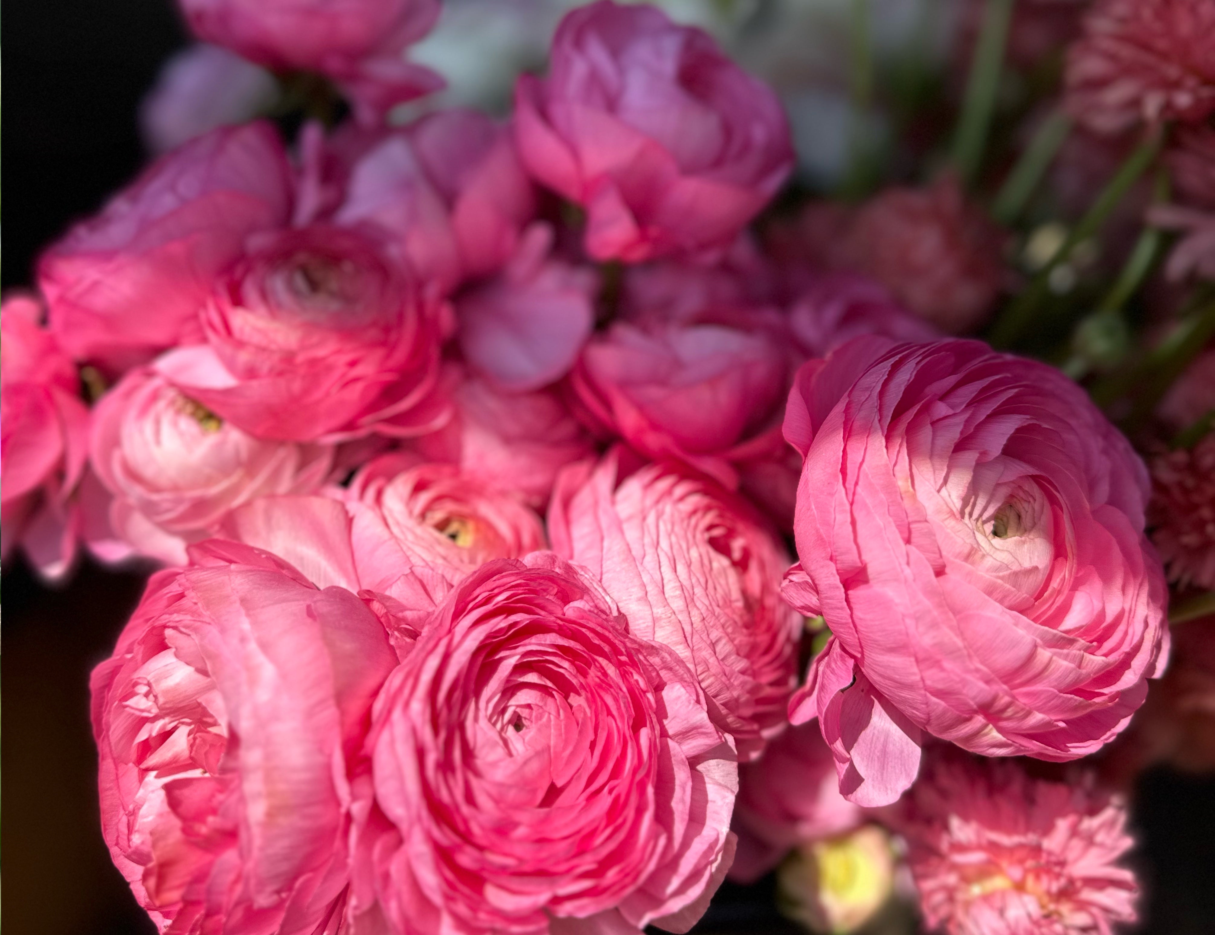 Elegance Dolce Vita Ranunculus