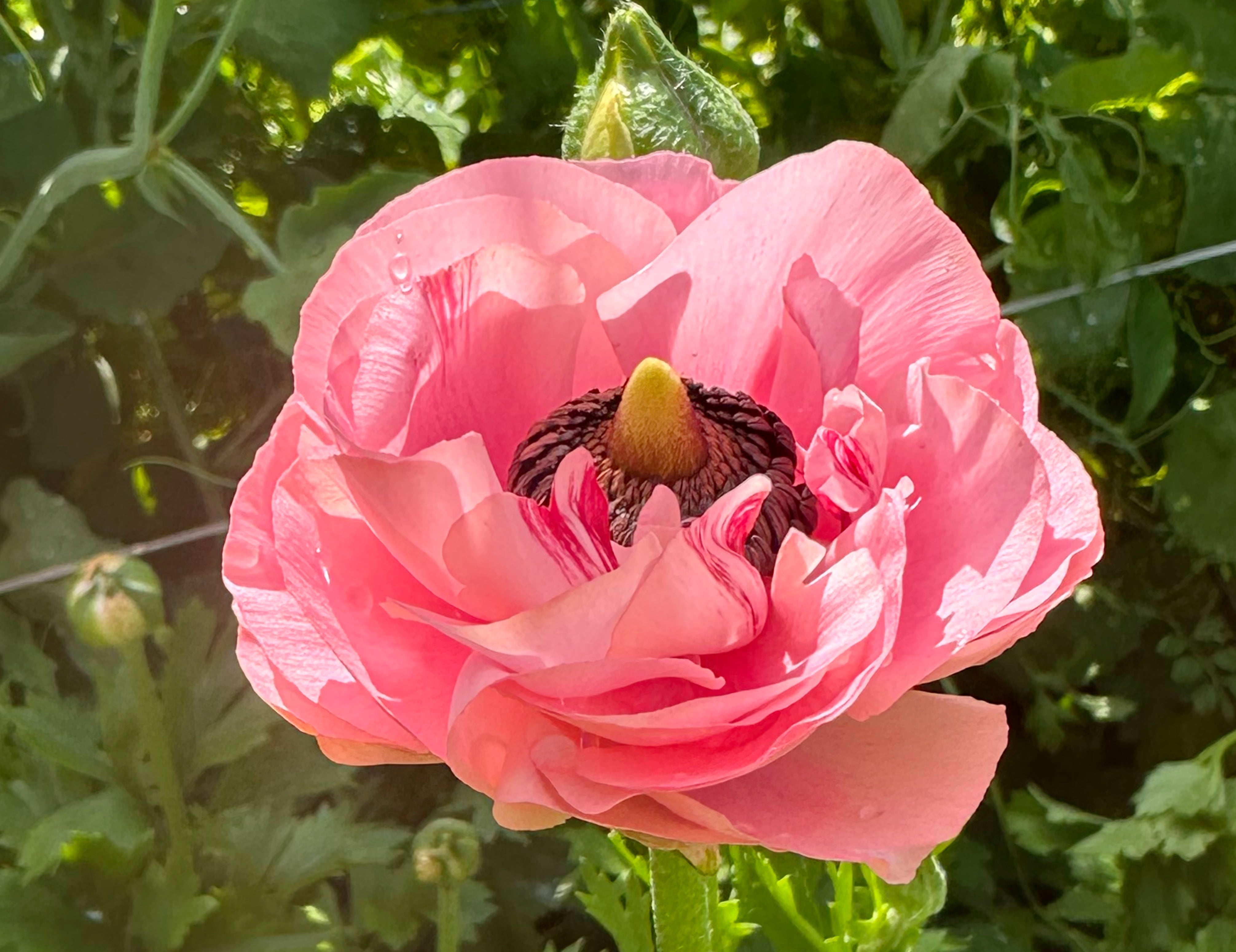 Elegance Rosa Chiaro Ranunculus