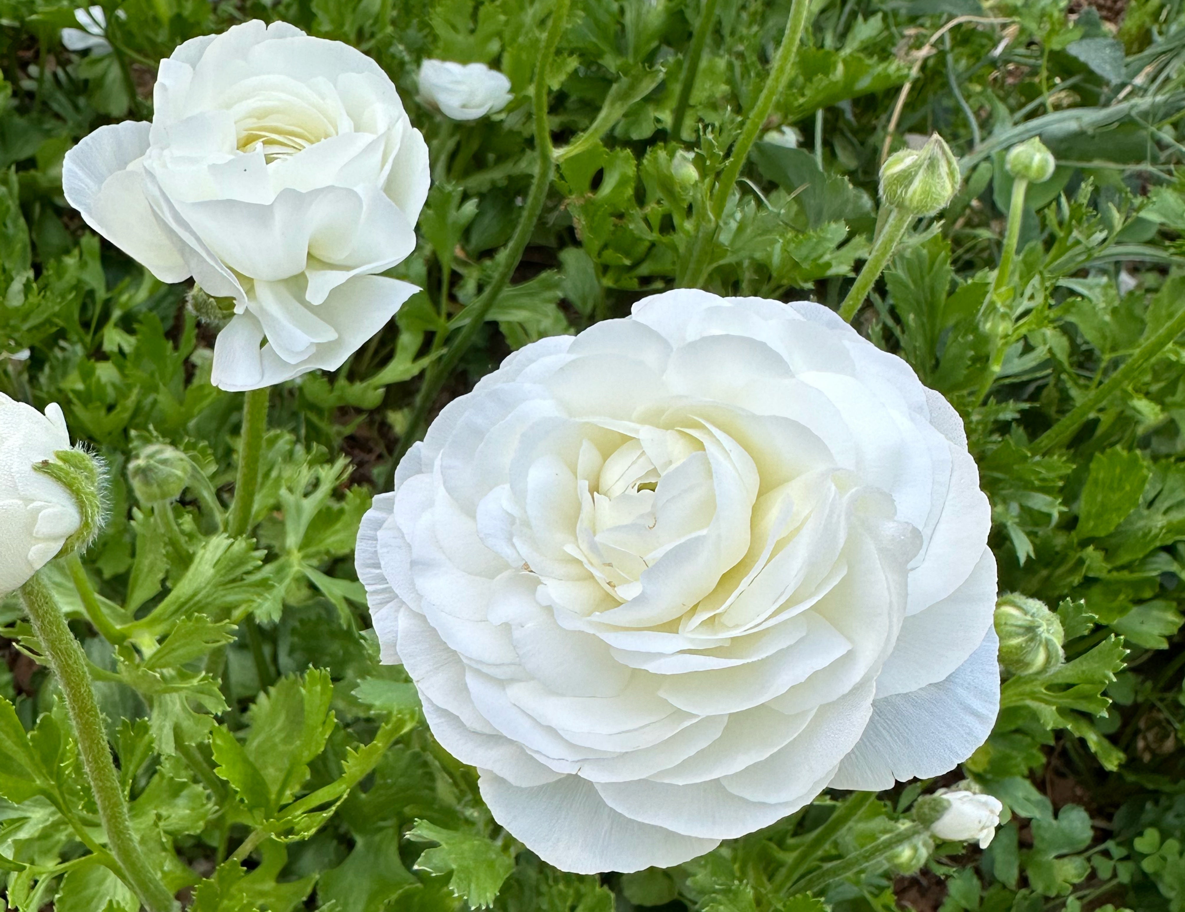 Clone Gigi White Ranunculus