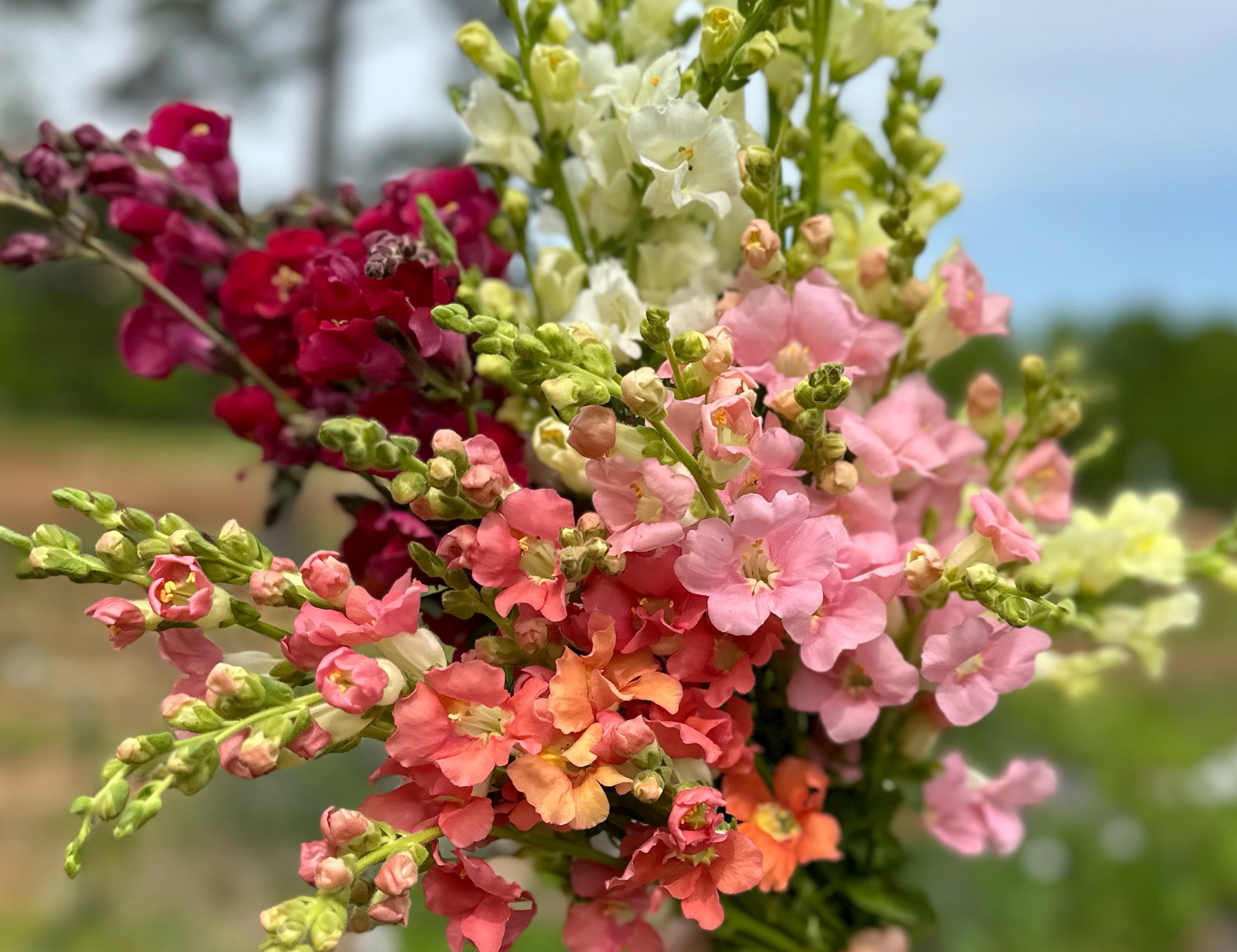 Chantilly Snapdragons