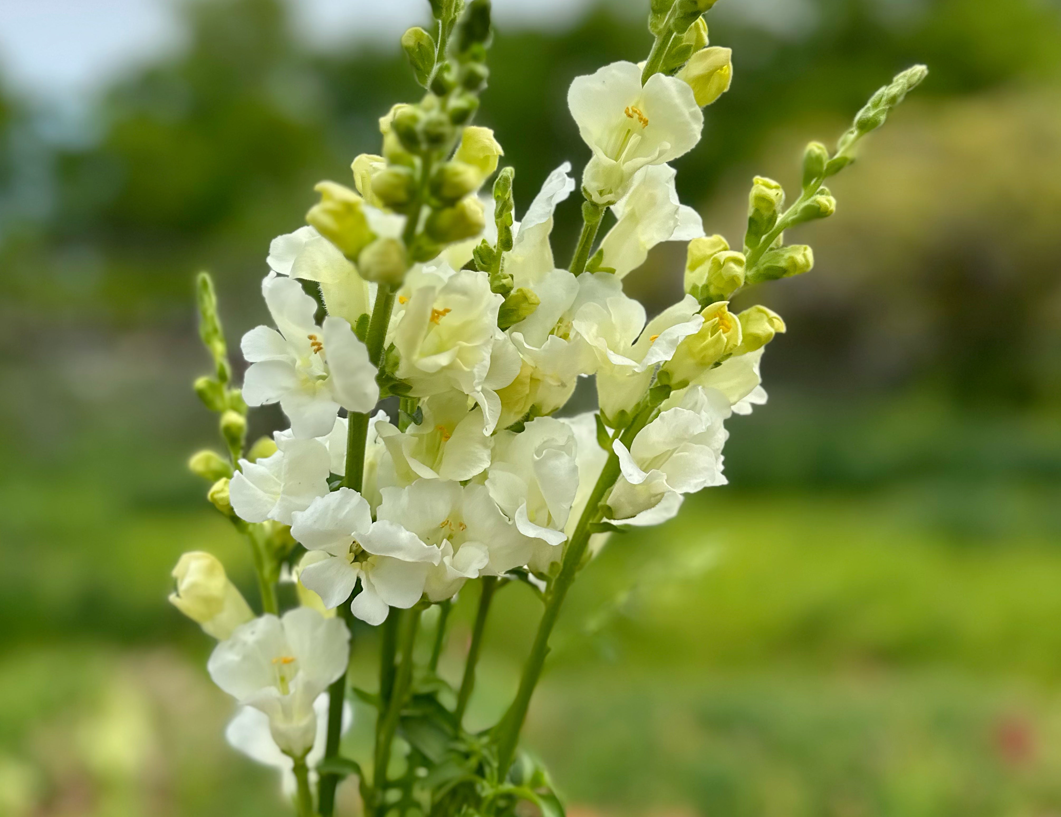 Chantilly Snapdragons