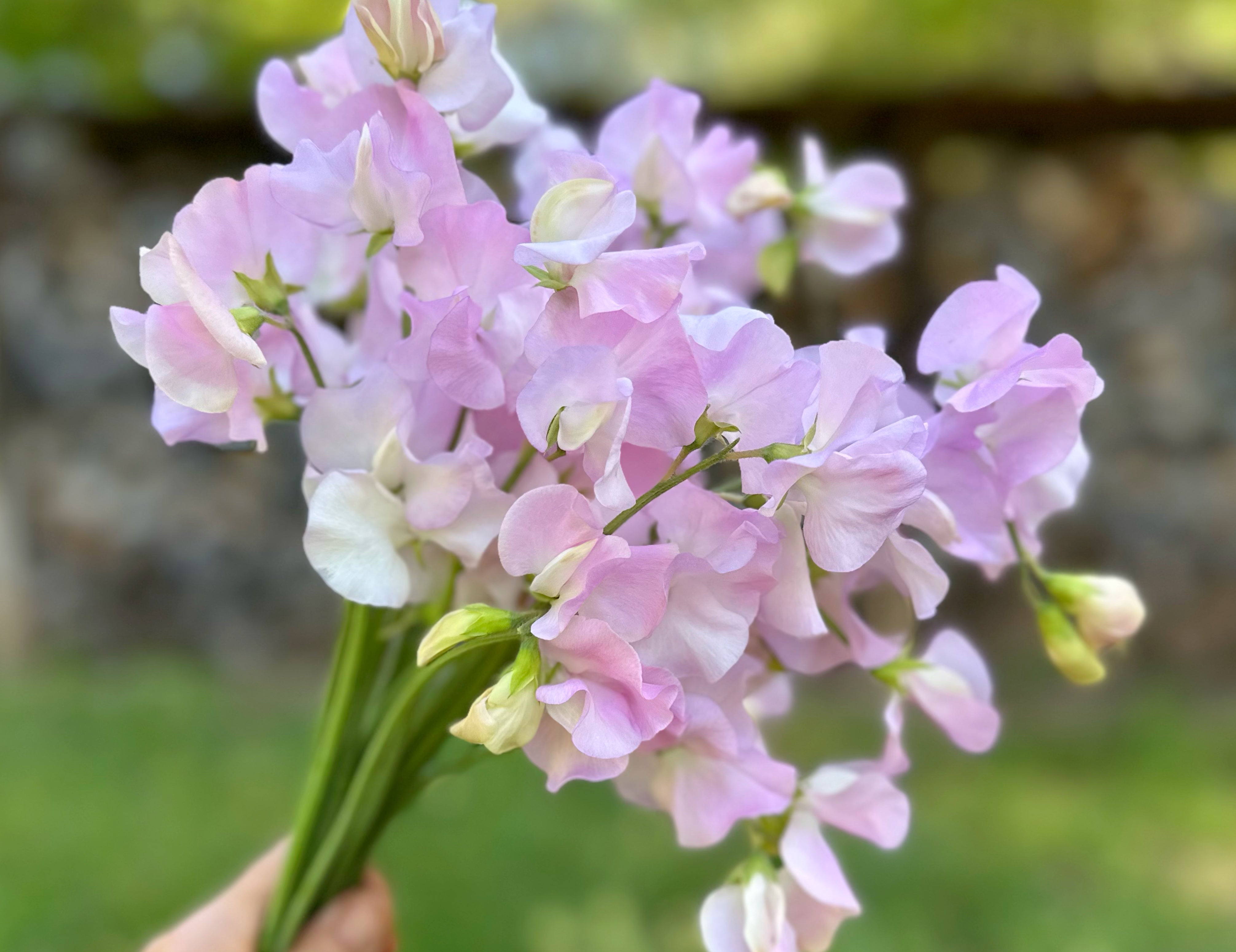 Spring Sunshine Sweet Peas