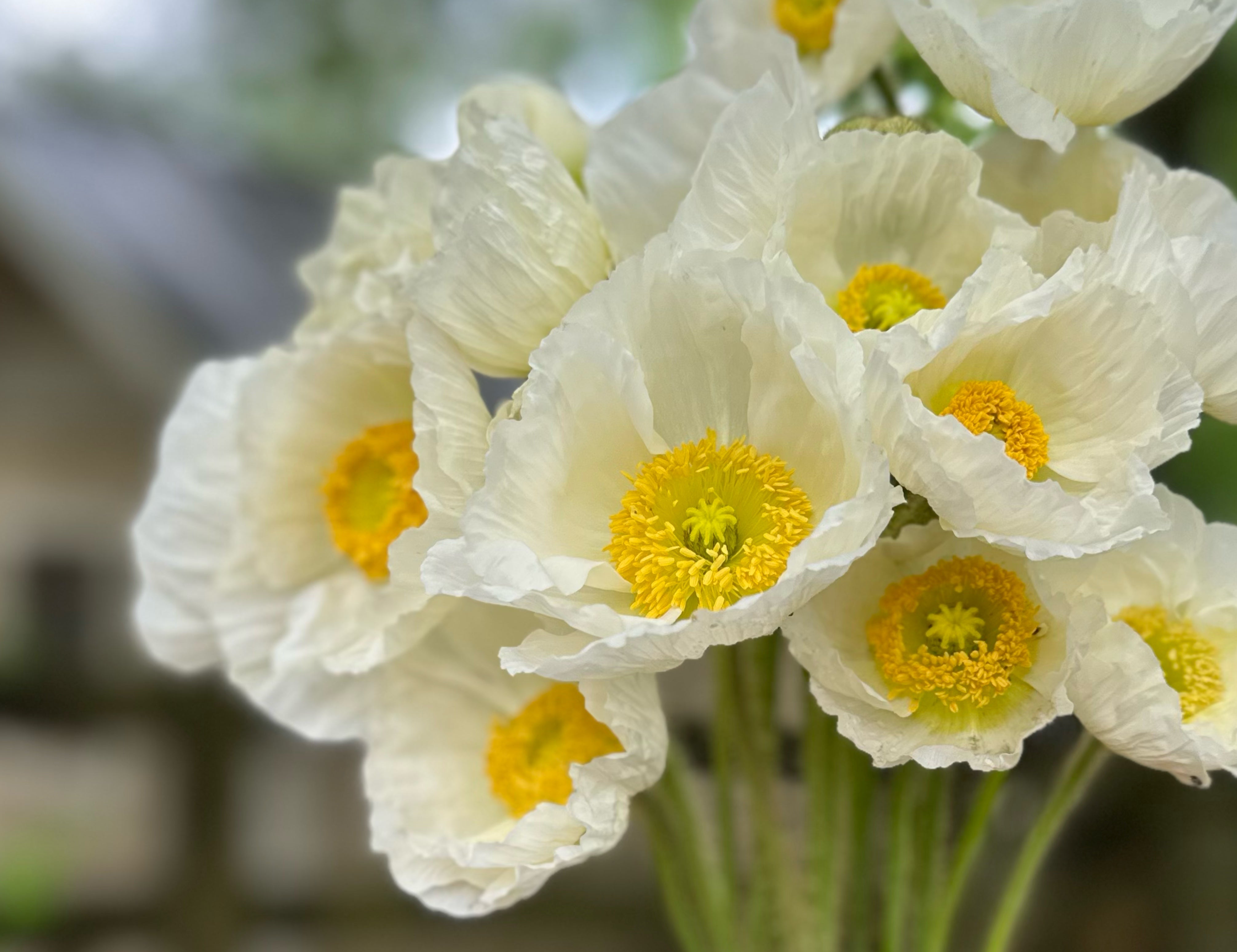 White Hummingbird Poppies