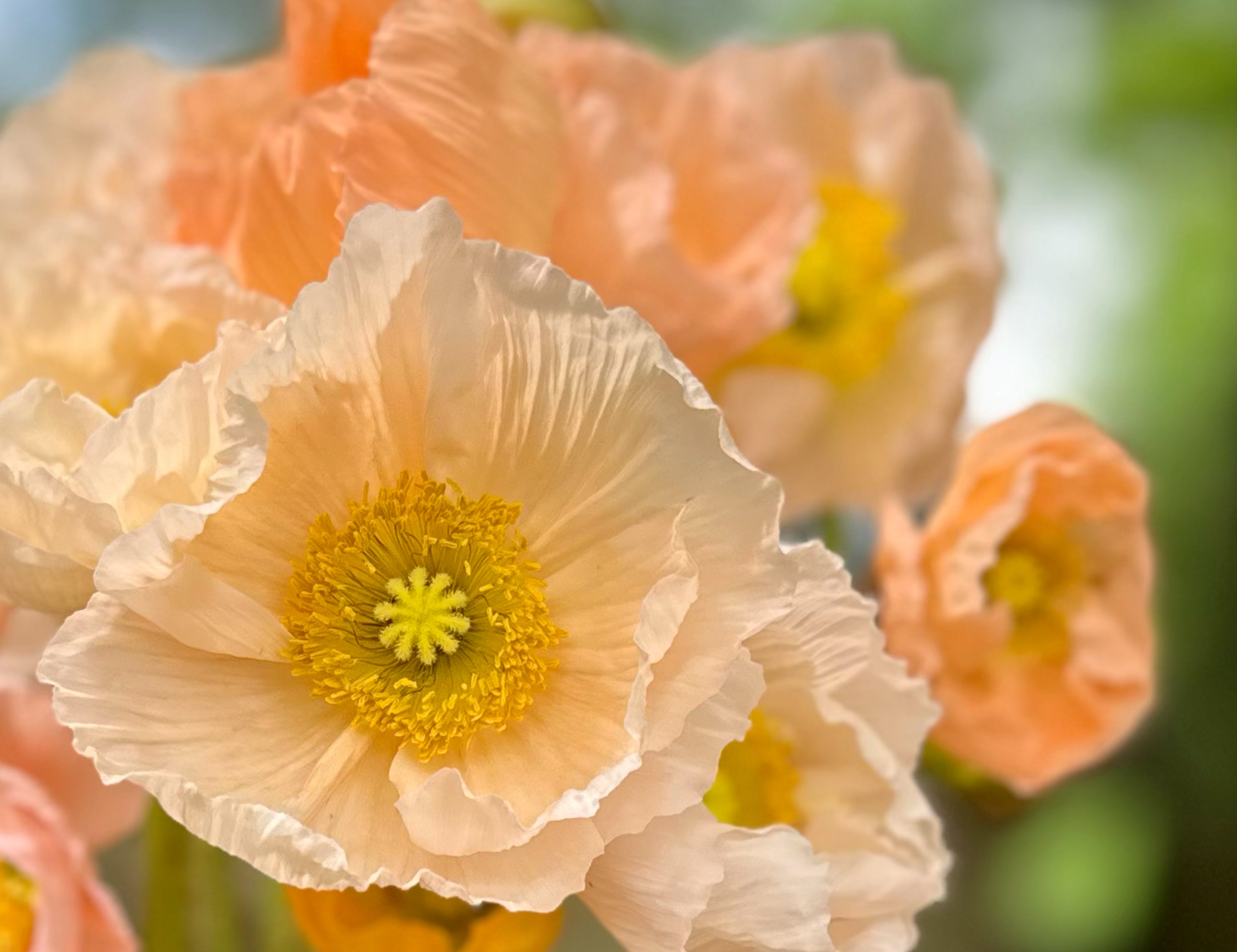 Peach Hummingbird Poppies