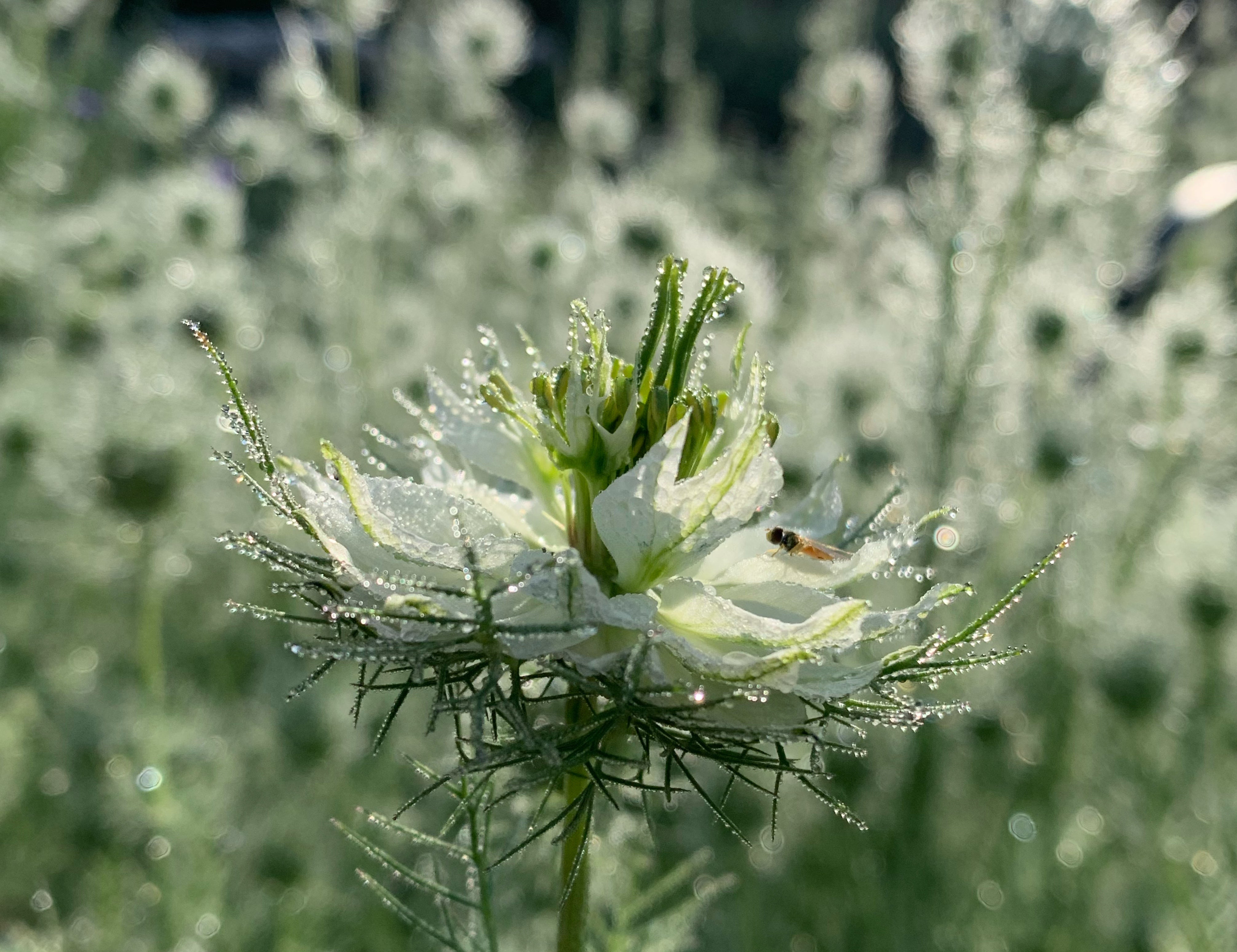 Love-in-A-Mist (white & blue mix)