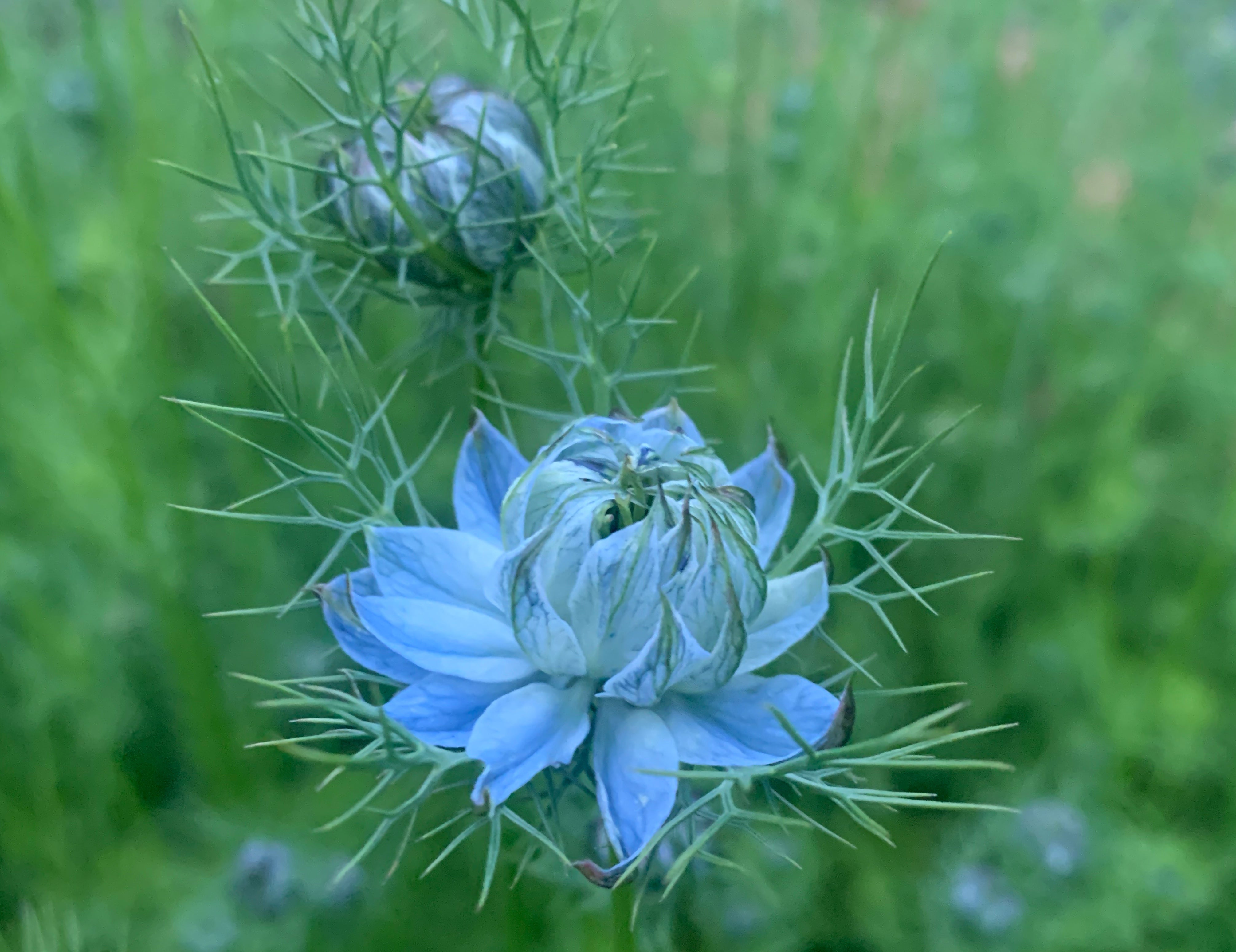 Love-in-A-Mist (white & blue mix)
