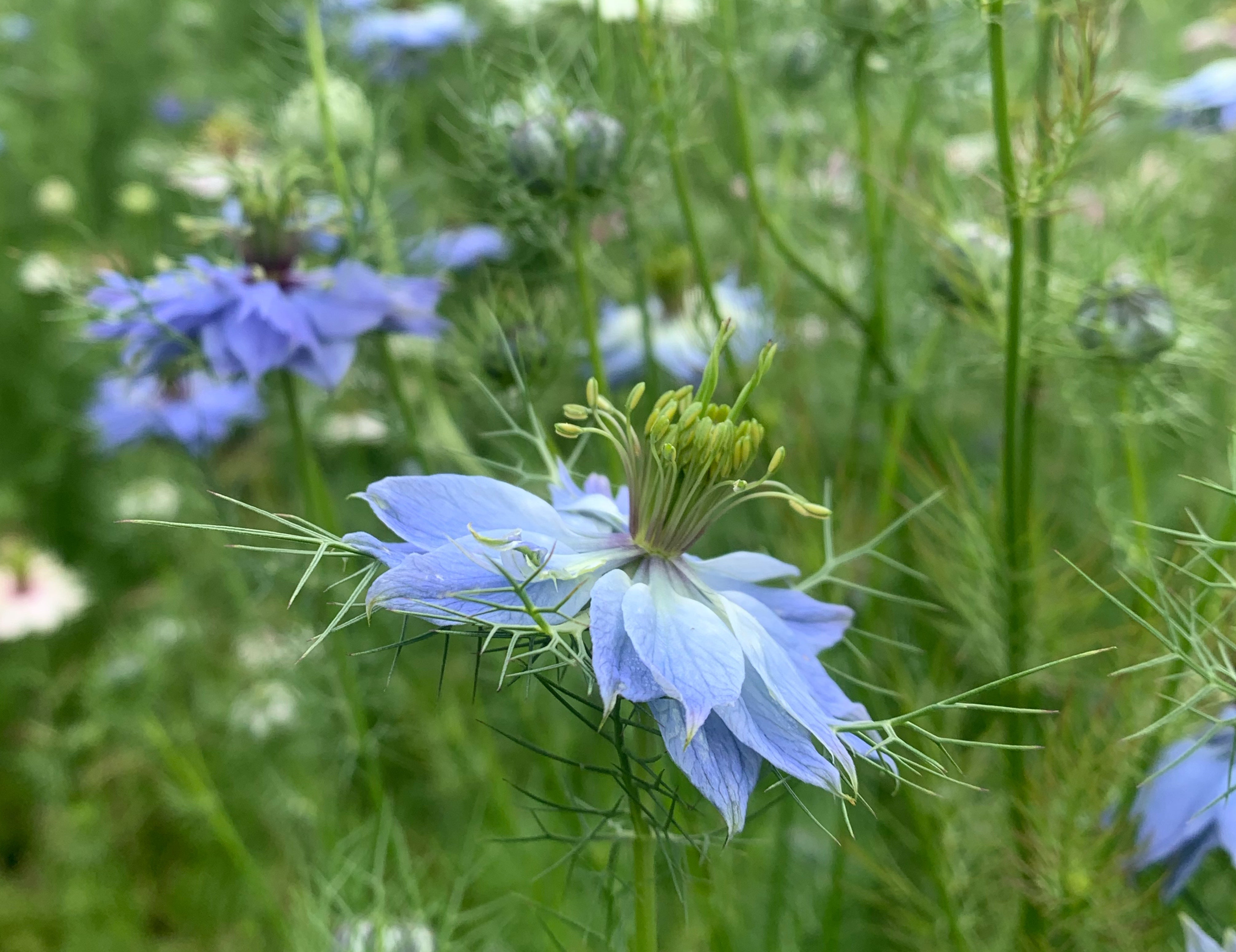 Love-in-A-Mist (white & blue mix)