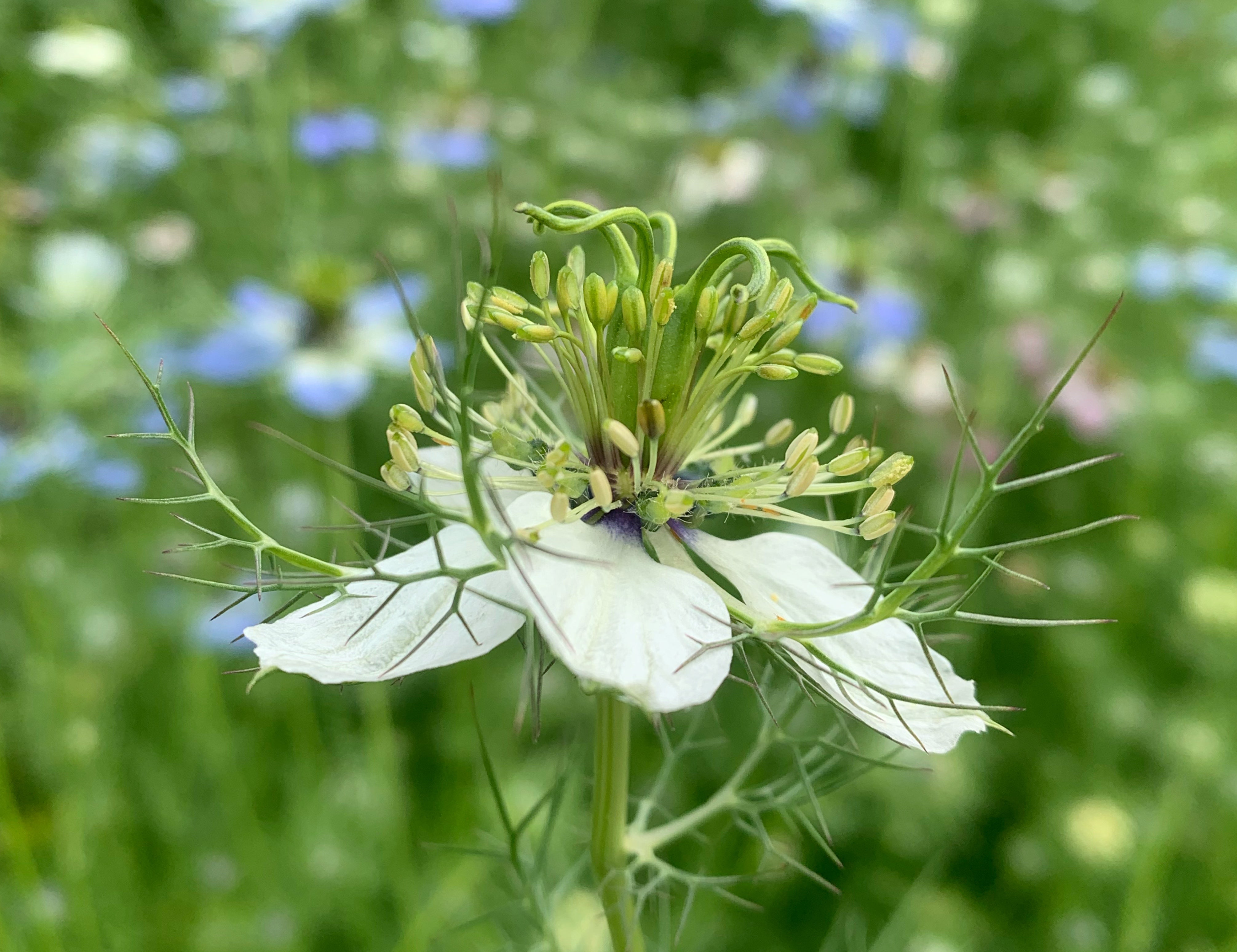 Love-in-A-Mist (white & blue mix)