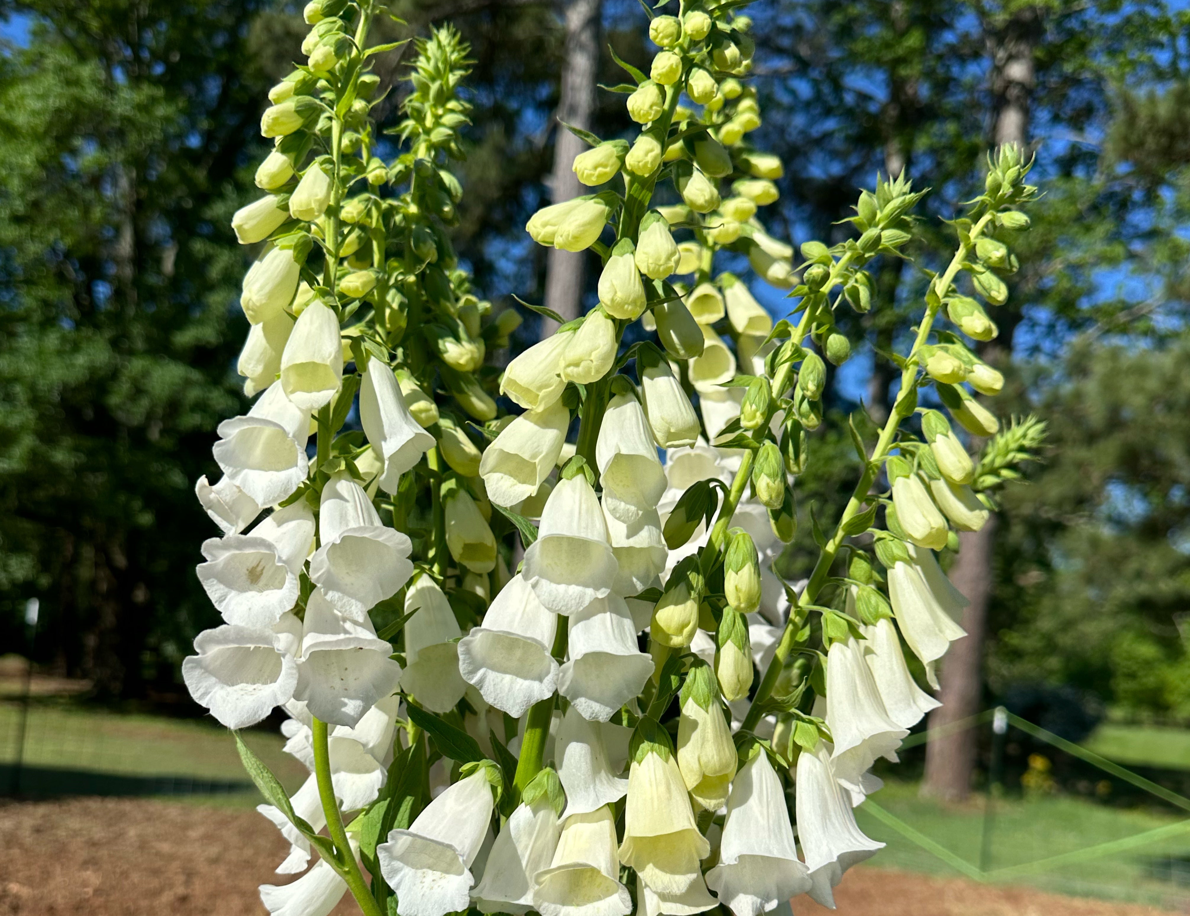 White Foxglove
