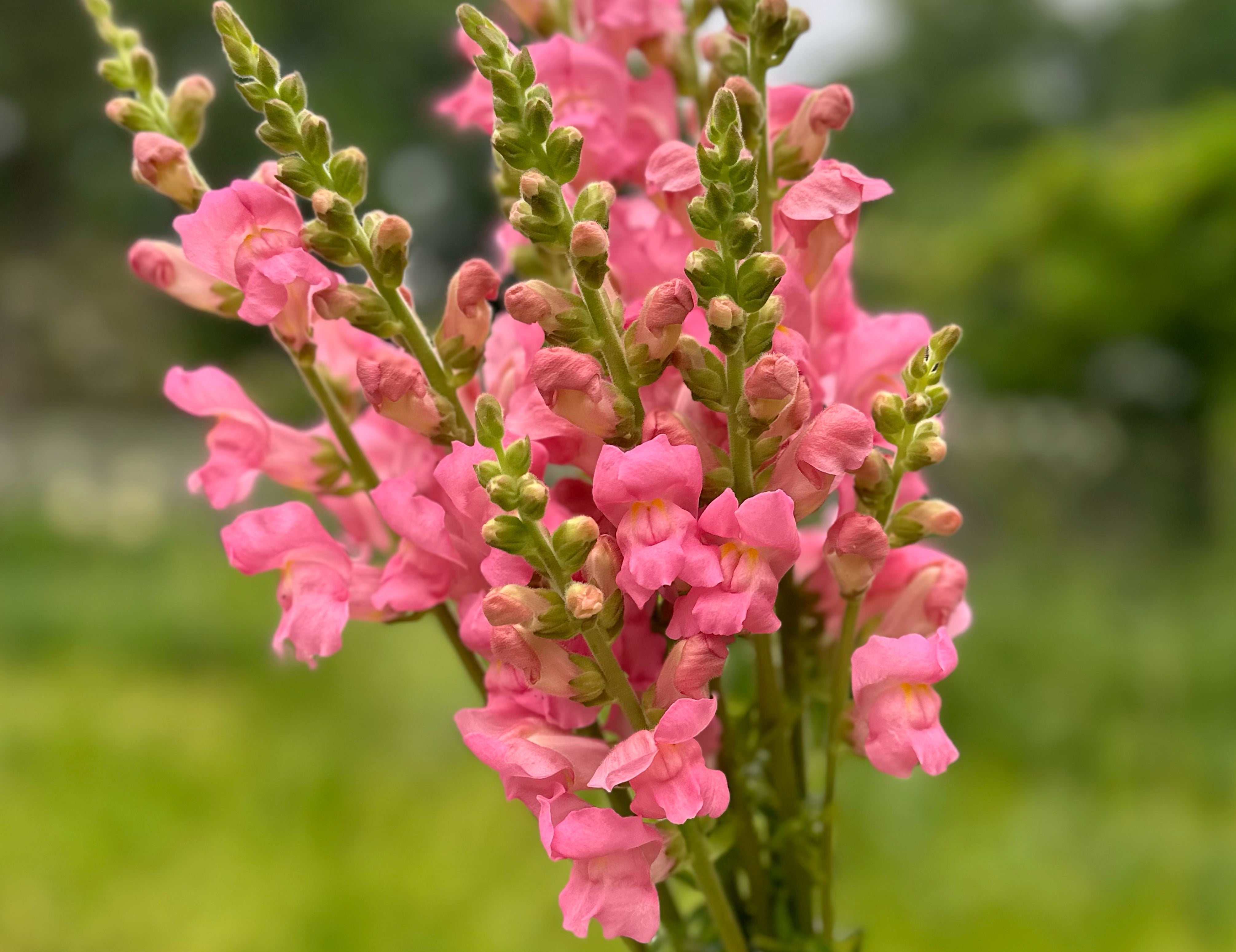 Cherry Rose Potomac Snapdragons