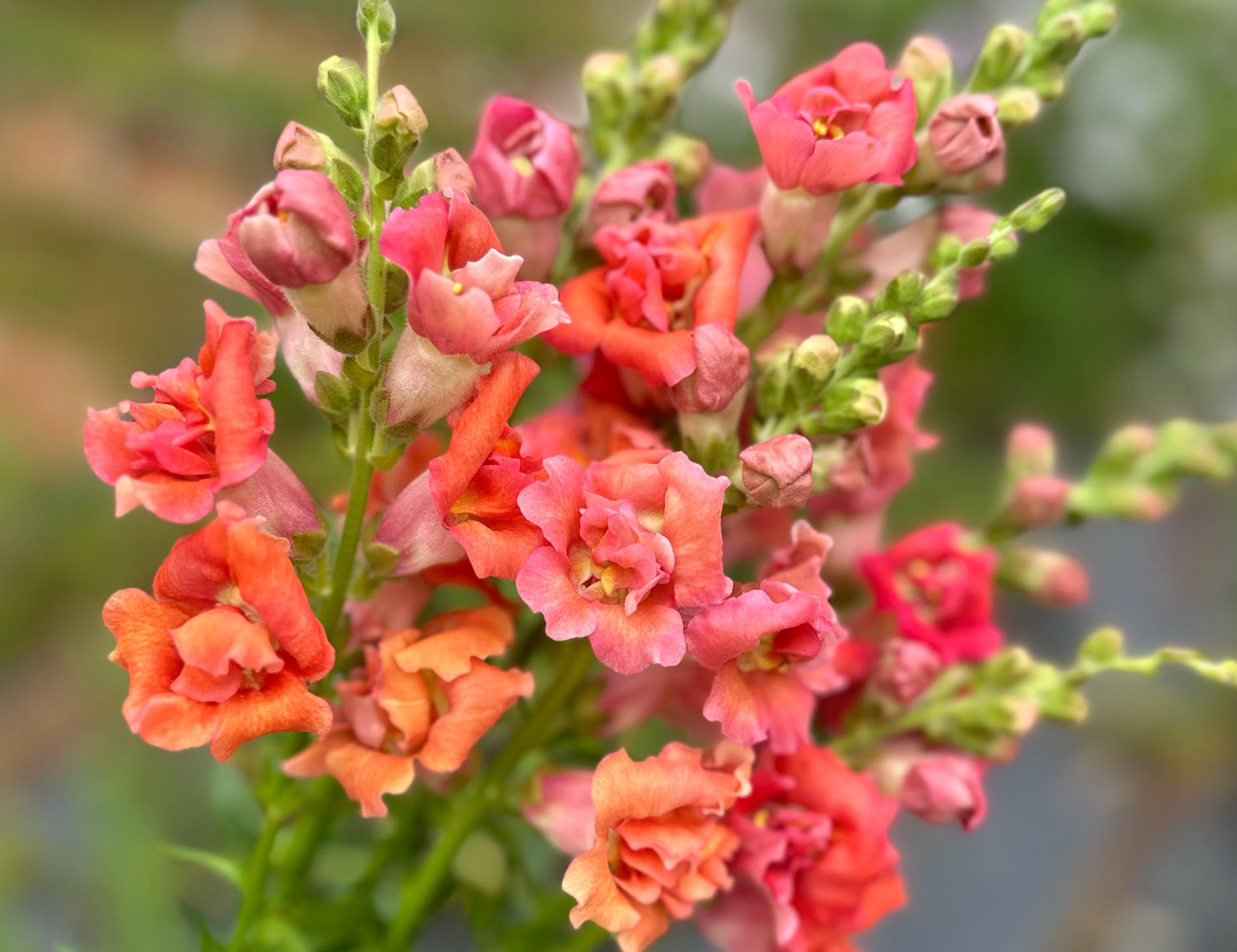 Madame Butterfly Snapdragons