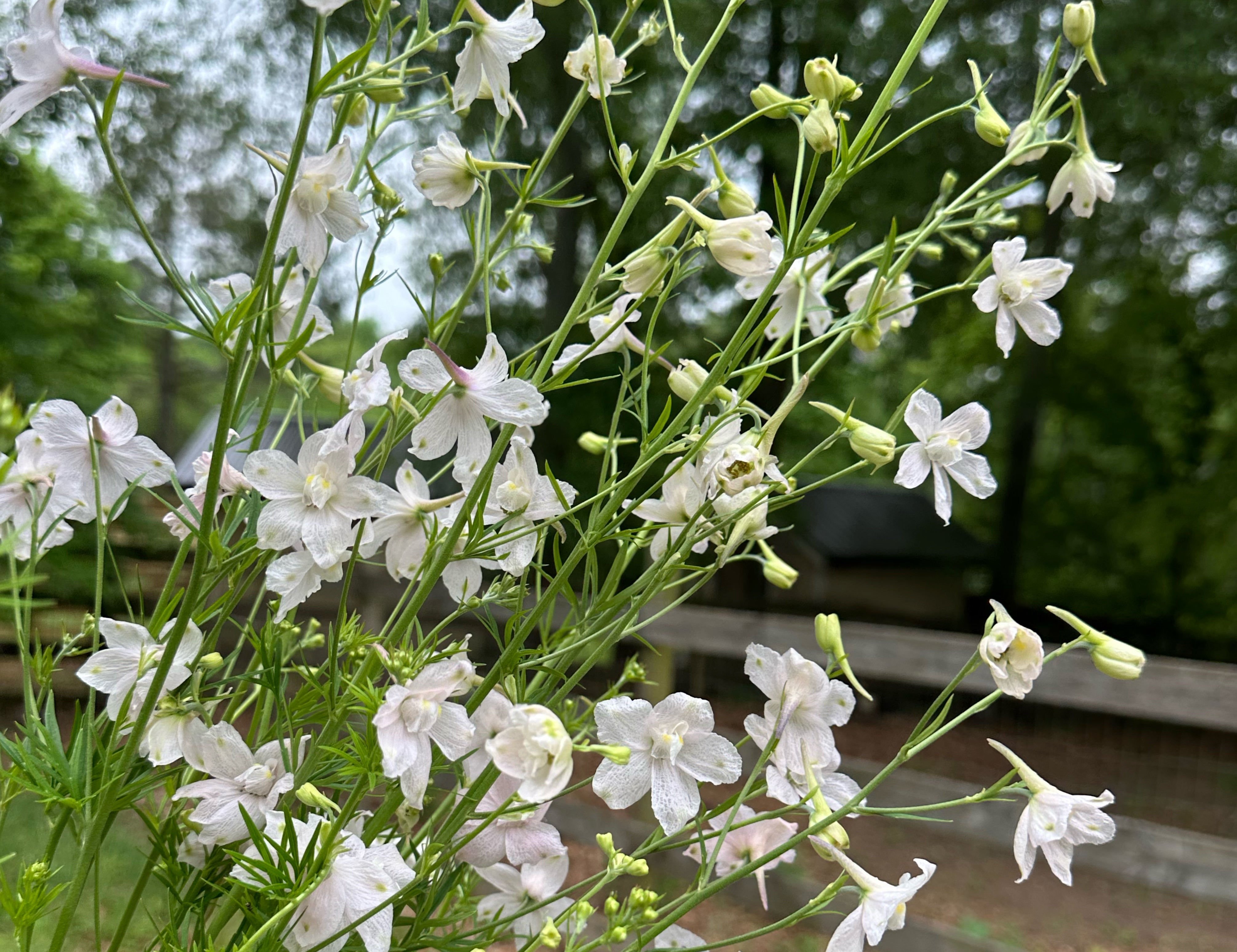 Butterfly Delphinium
