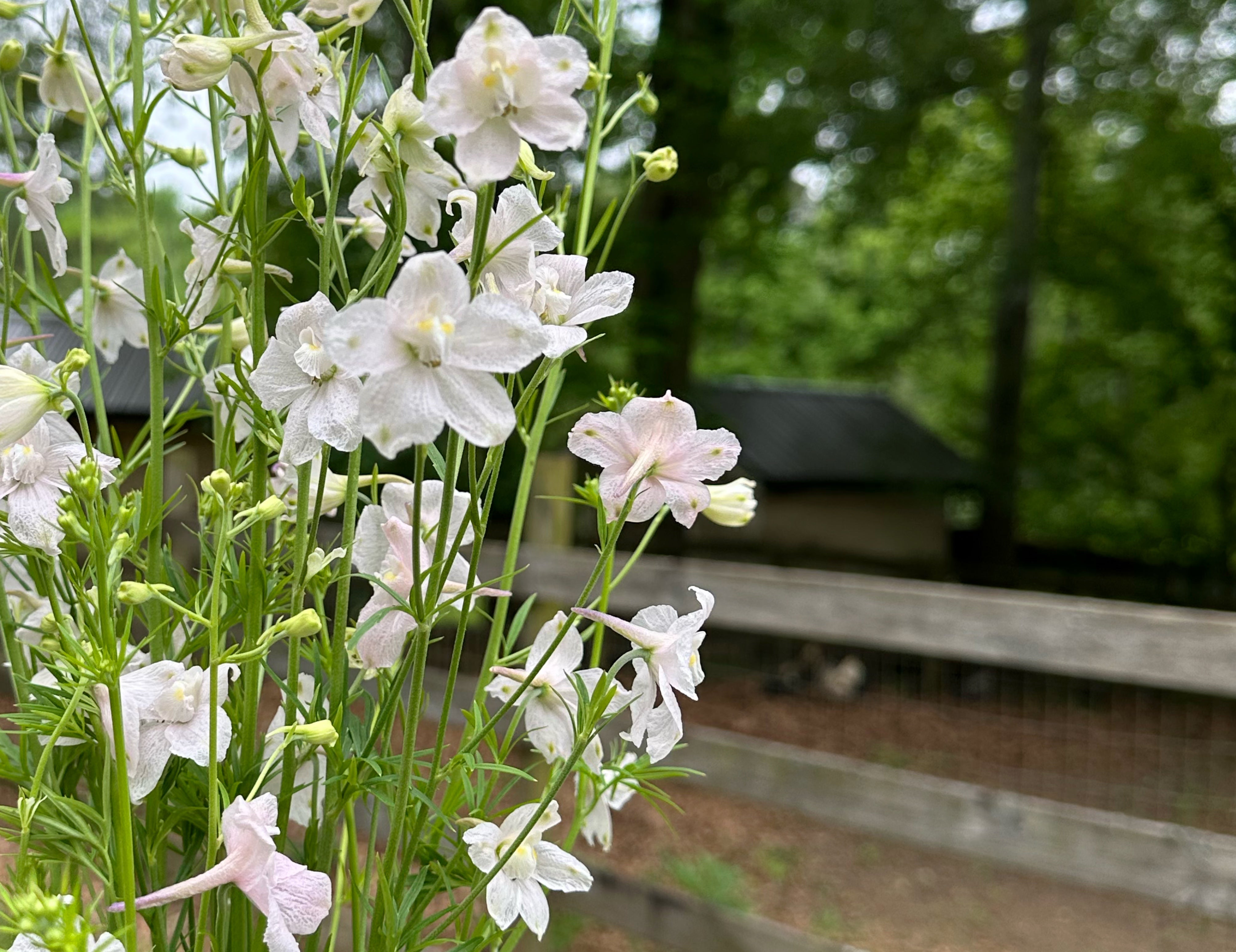 Butterfly Delphinium