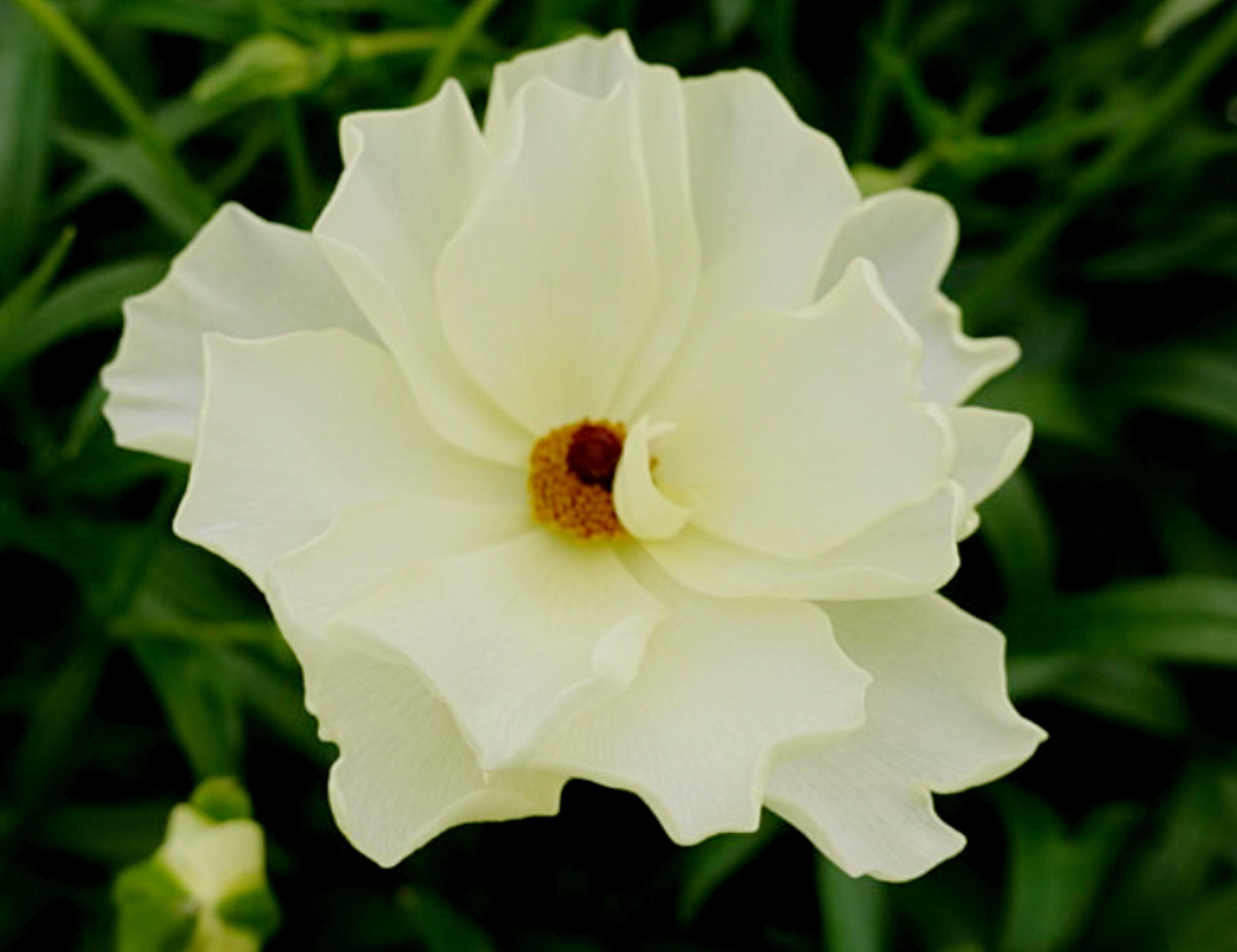 Litai Butterfly Ranunculus