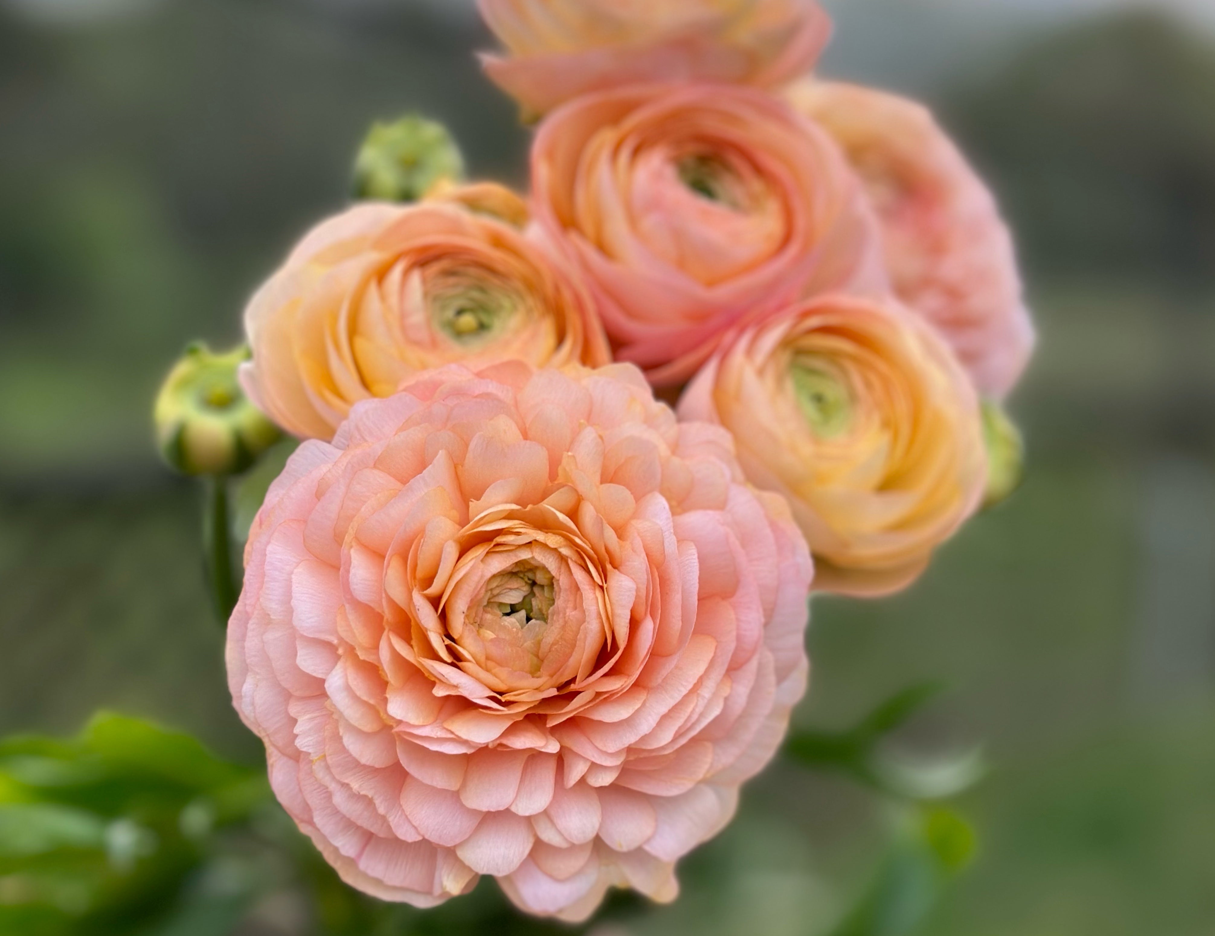 Romance Salerno Ranunculus