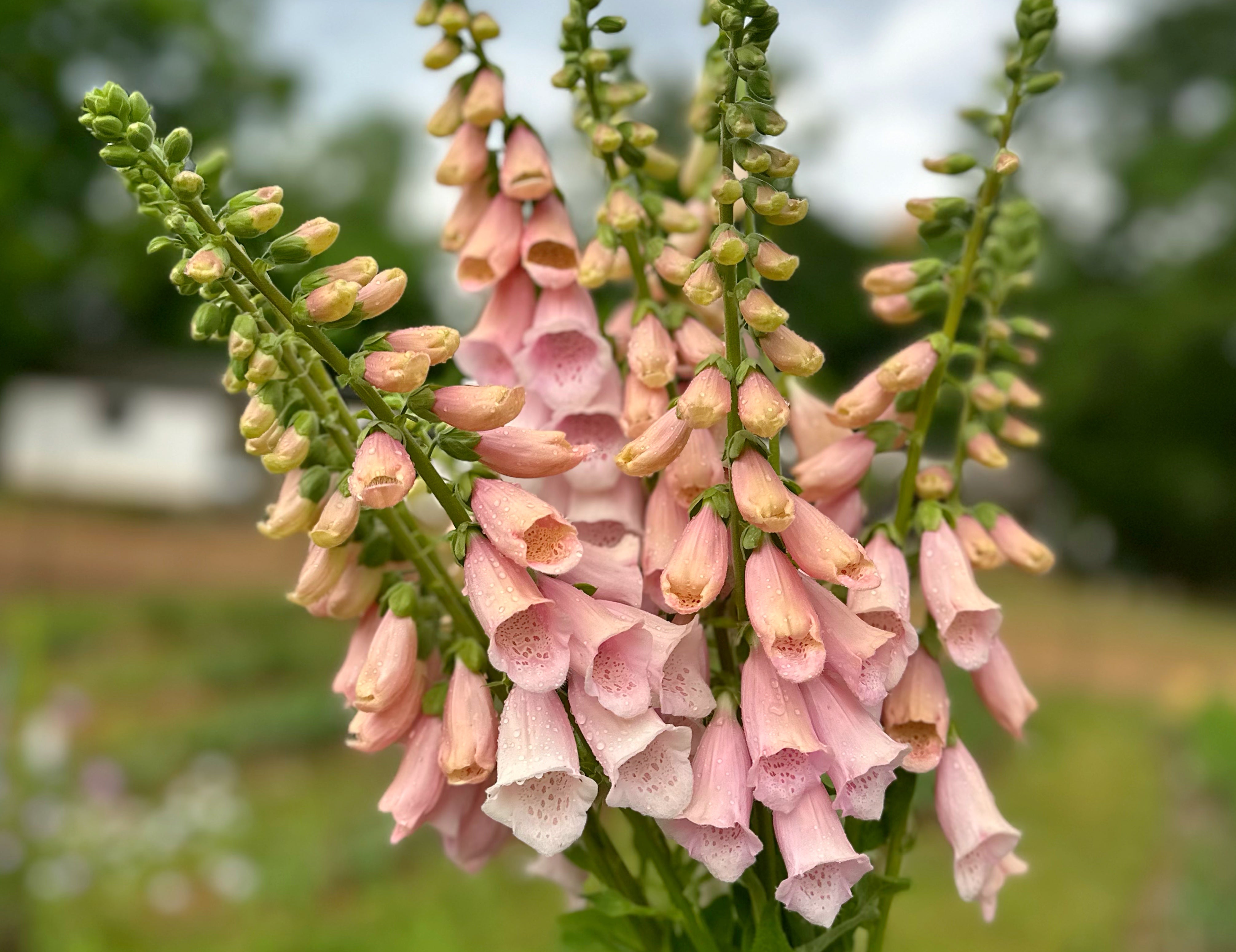 Apricot Beauty Foxglove