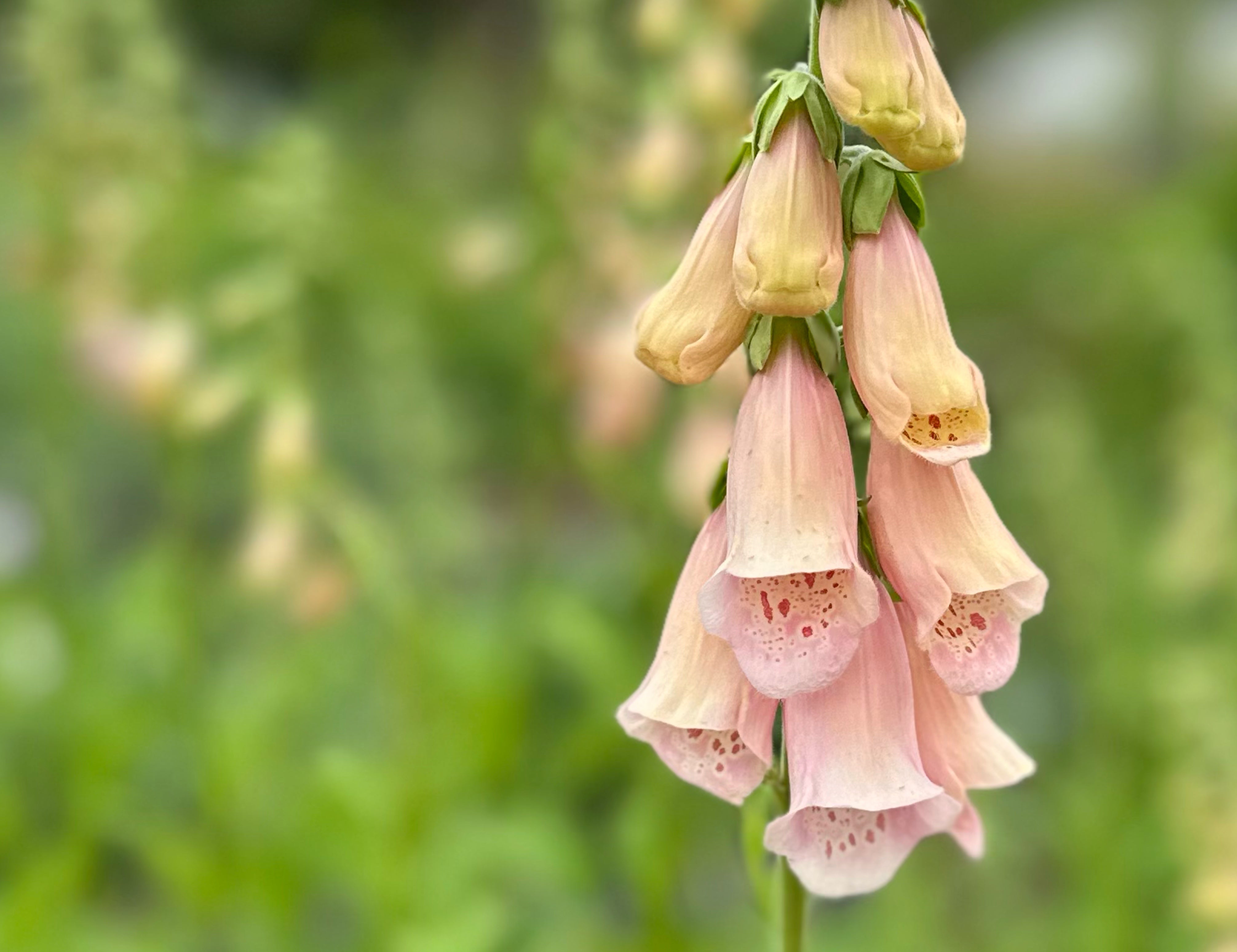 Apricot Beauty Foxglove