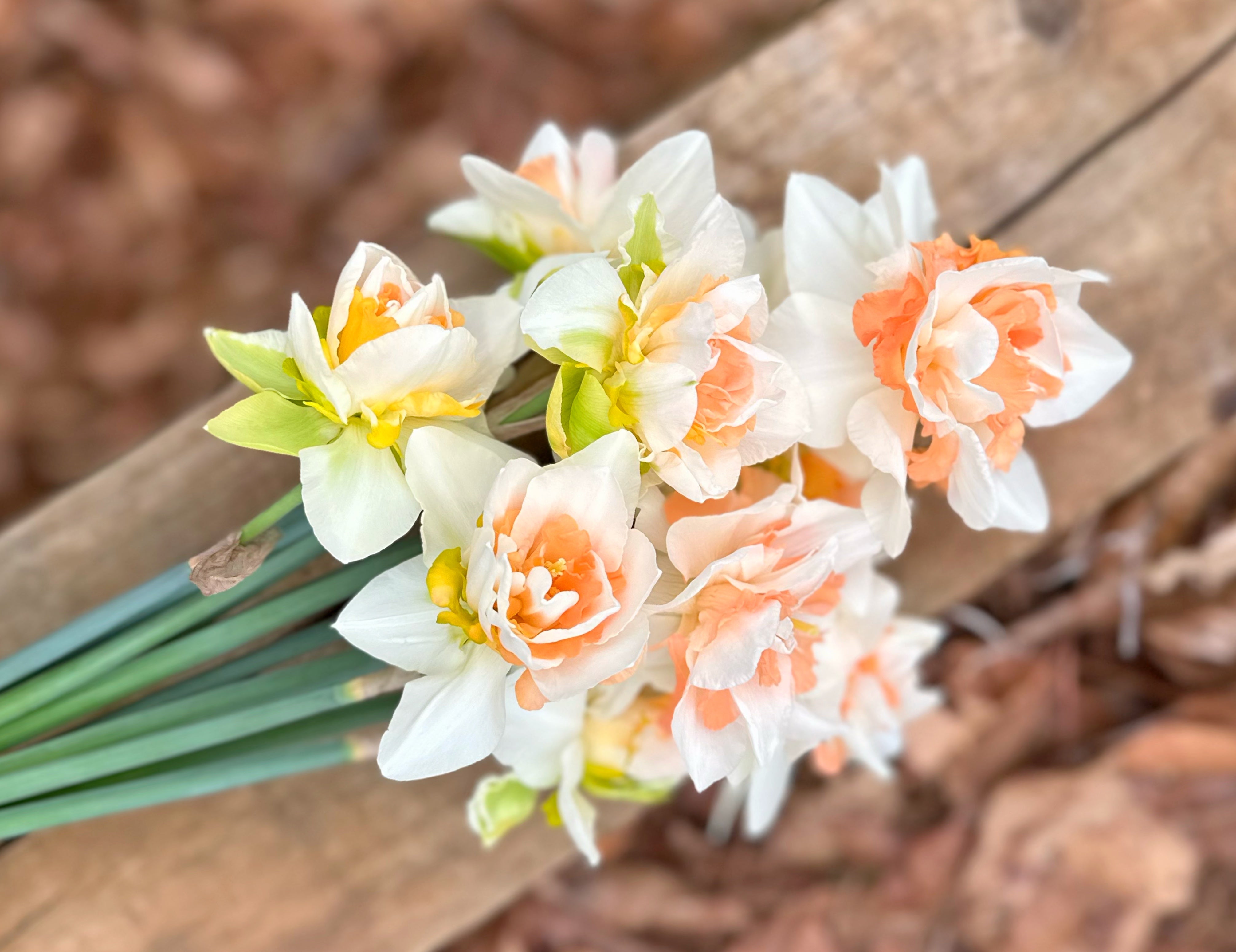 Delnashaugh Narcissus