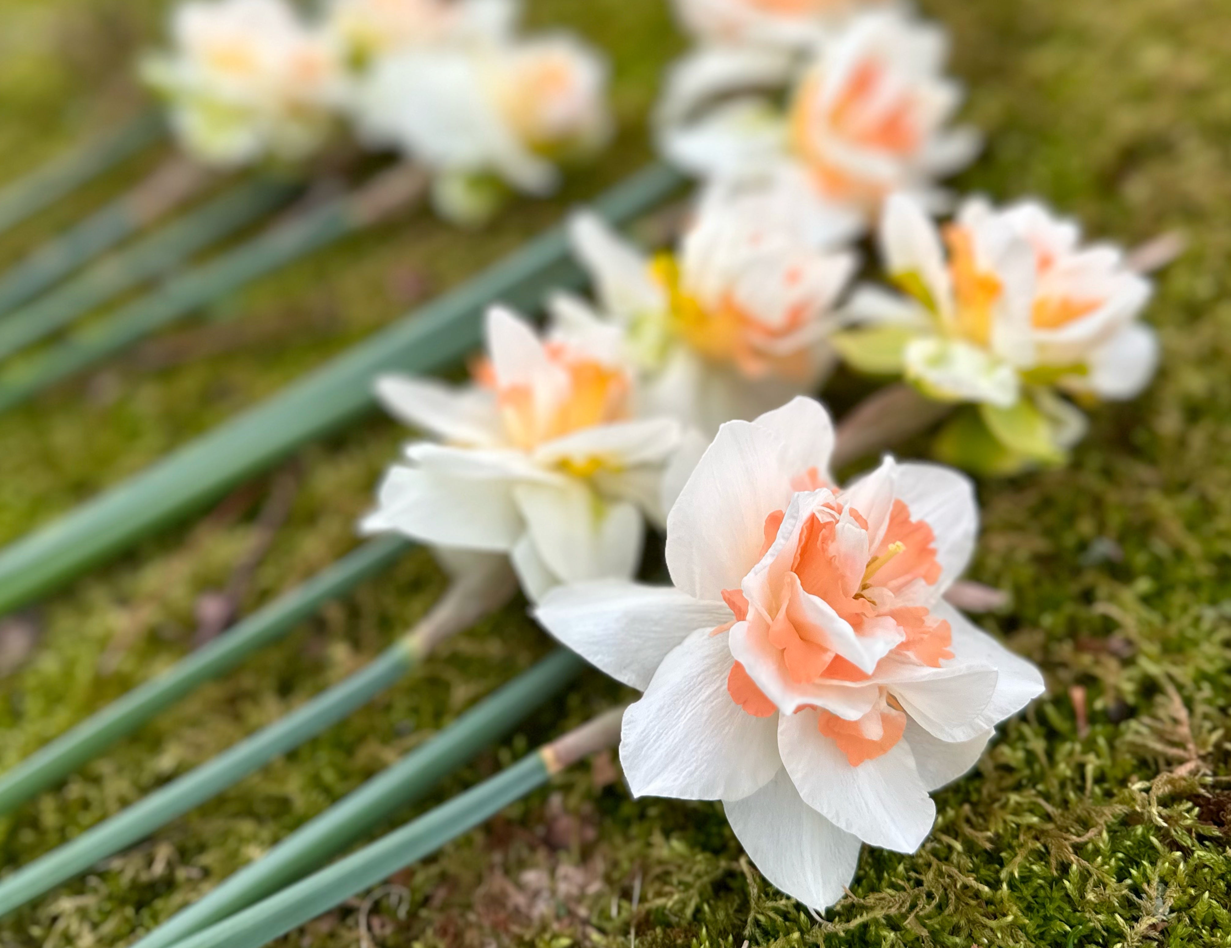 Delnashaugh Narcissus