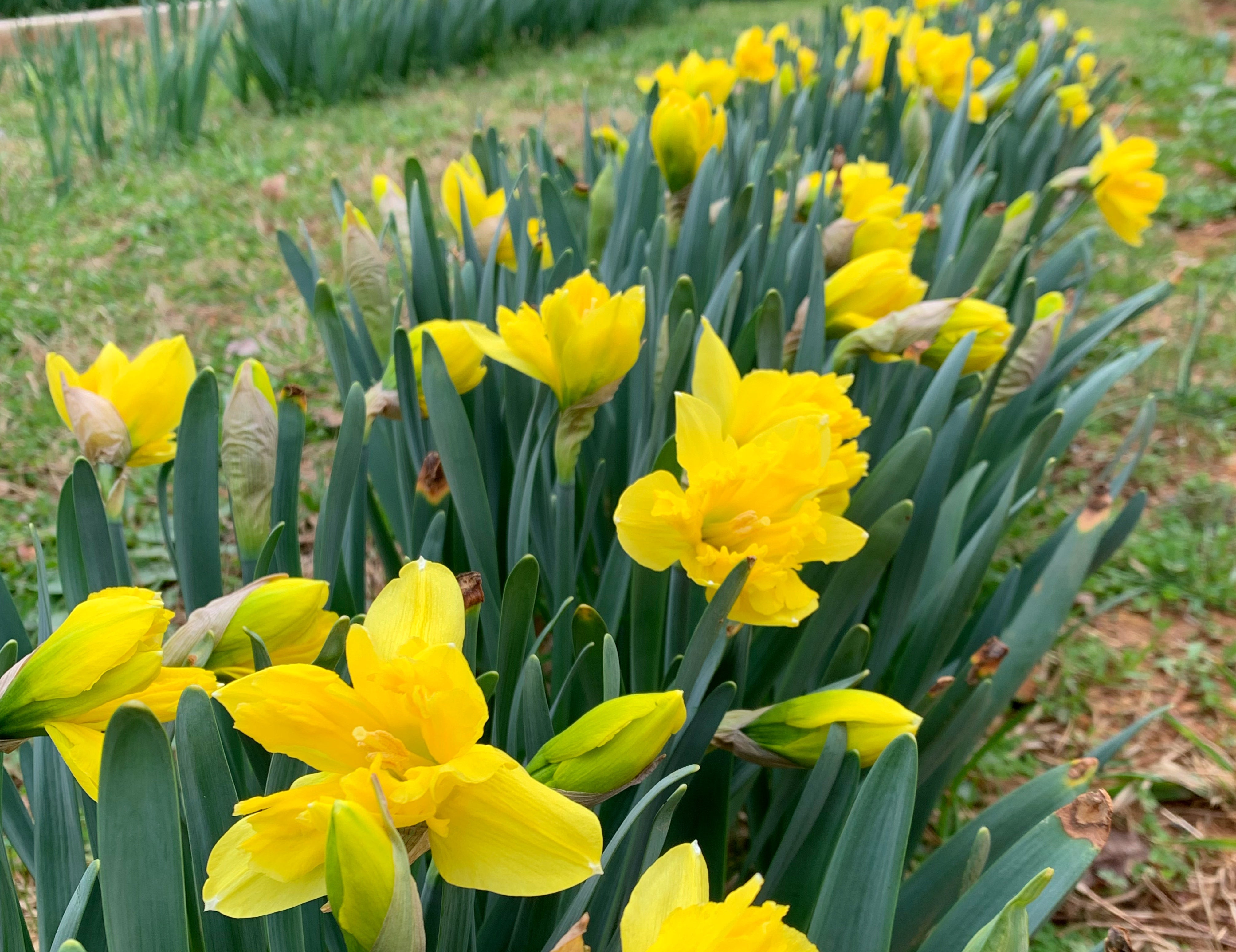 Sailorman Narcissus