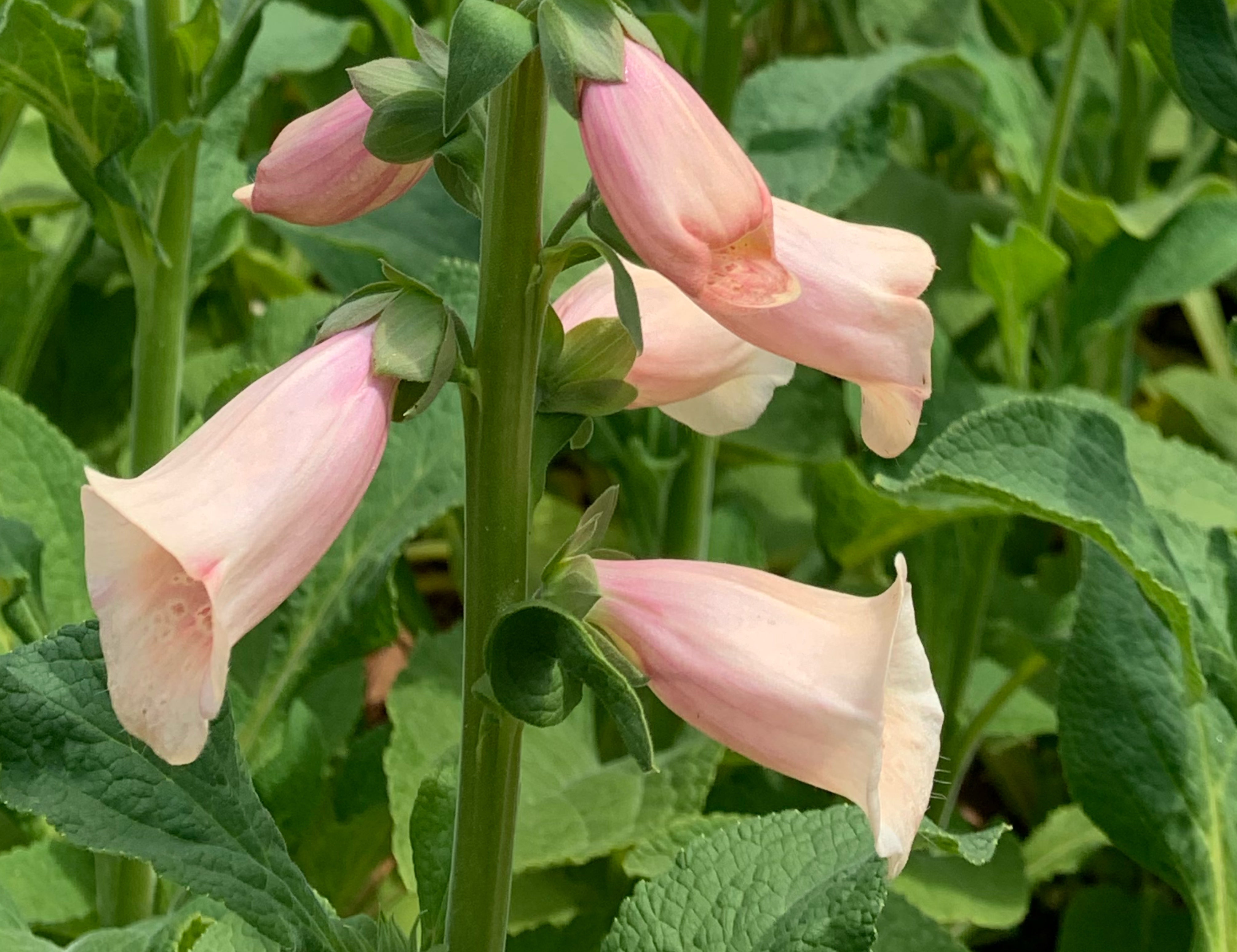 Dalmation Peach Foxglove