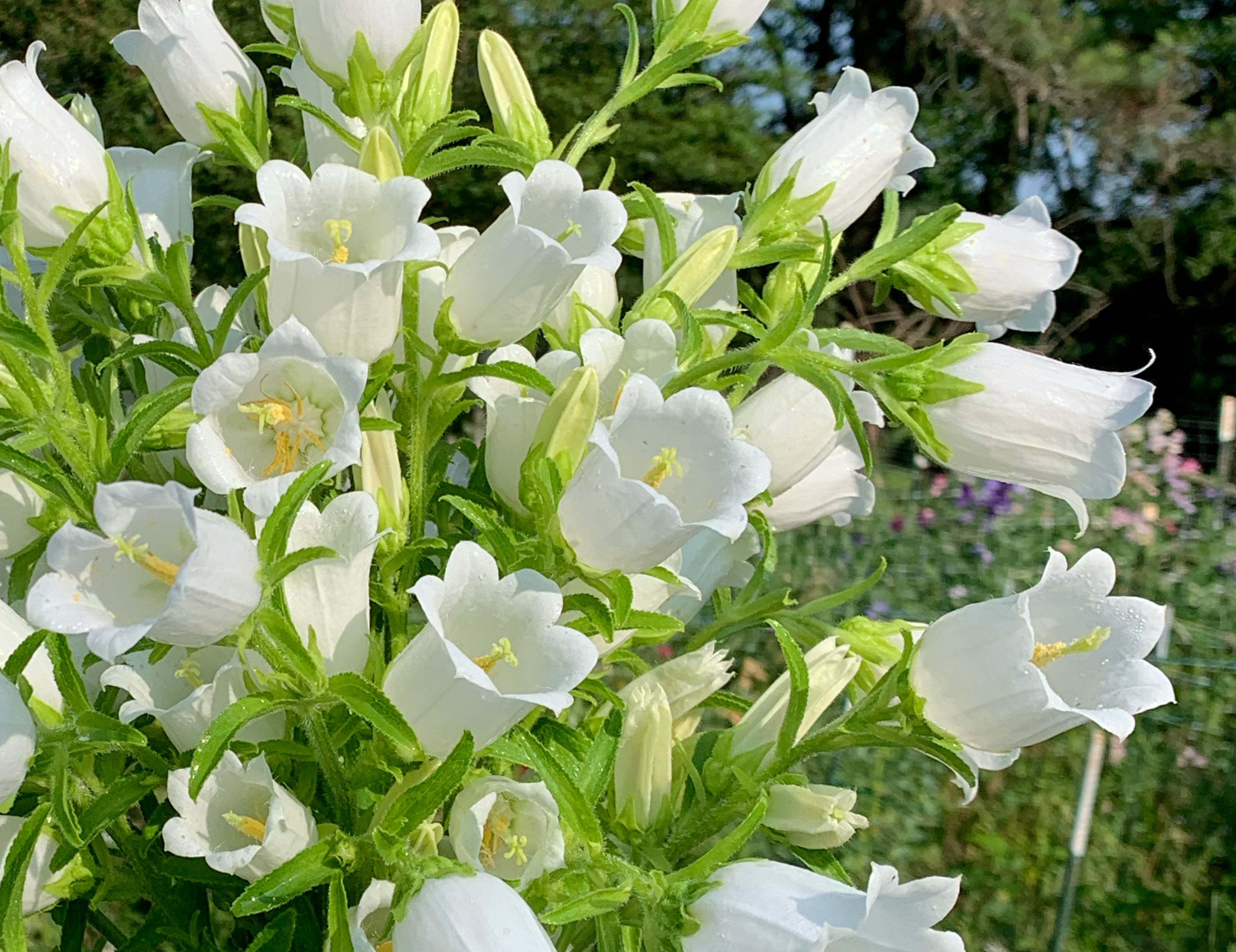 White Campanula