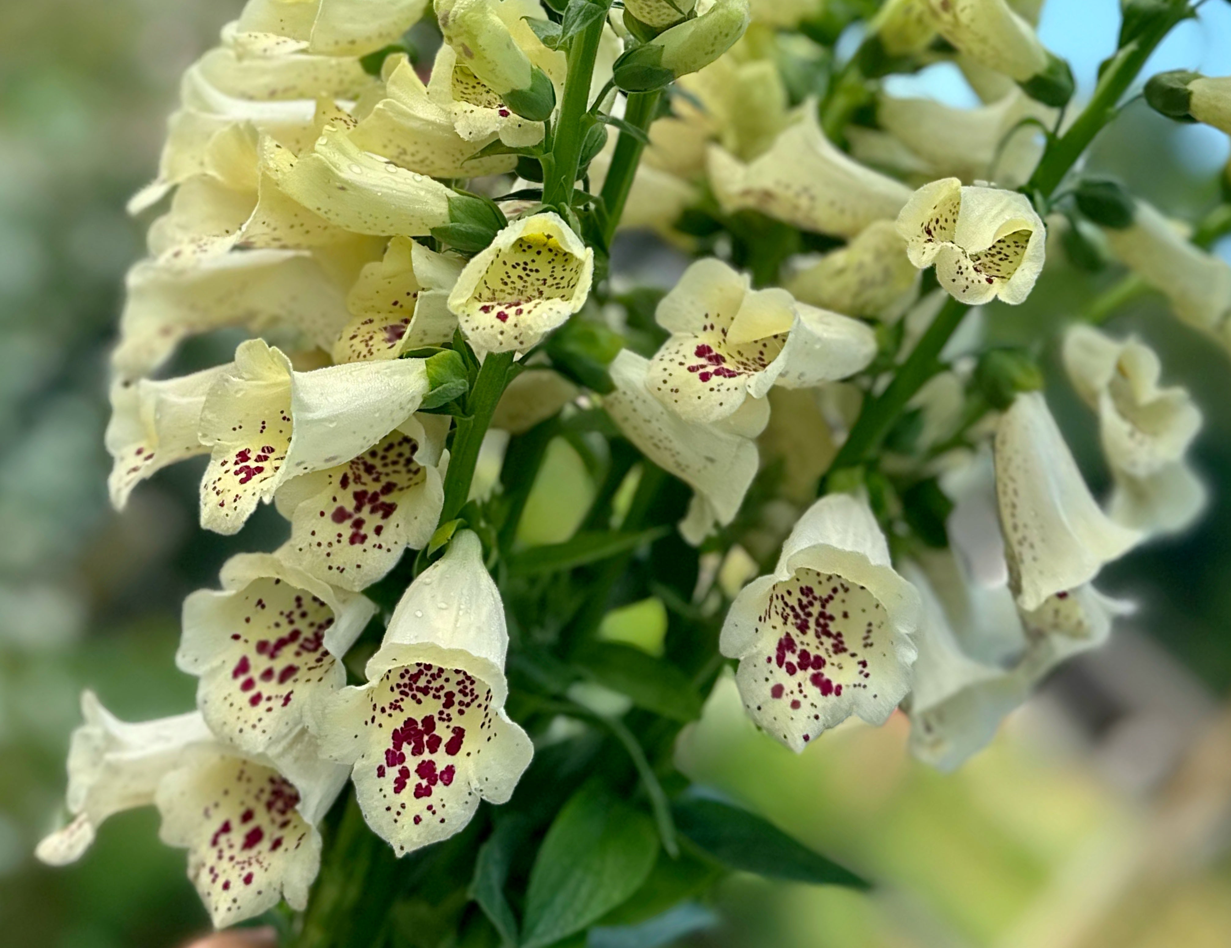 Ivory Camelot Foxglove