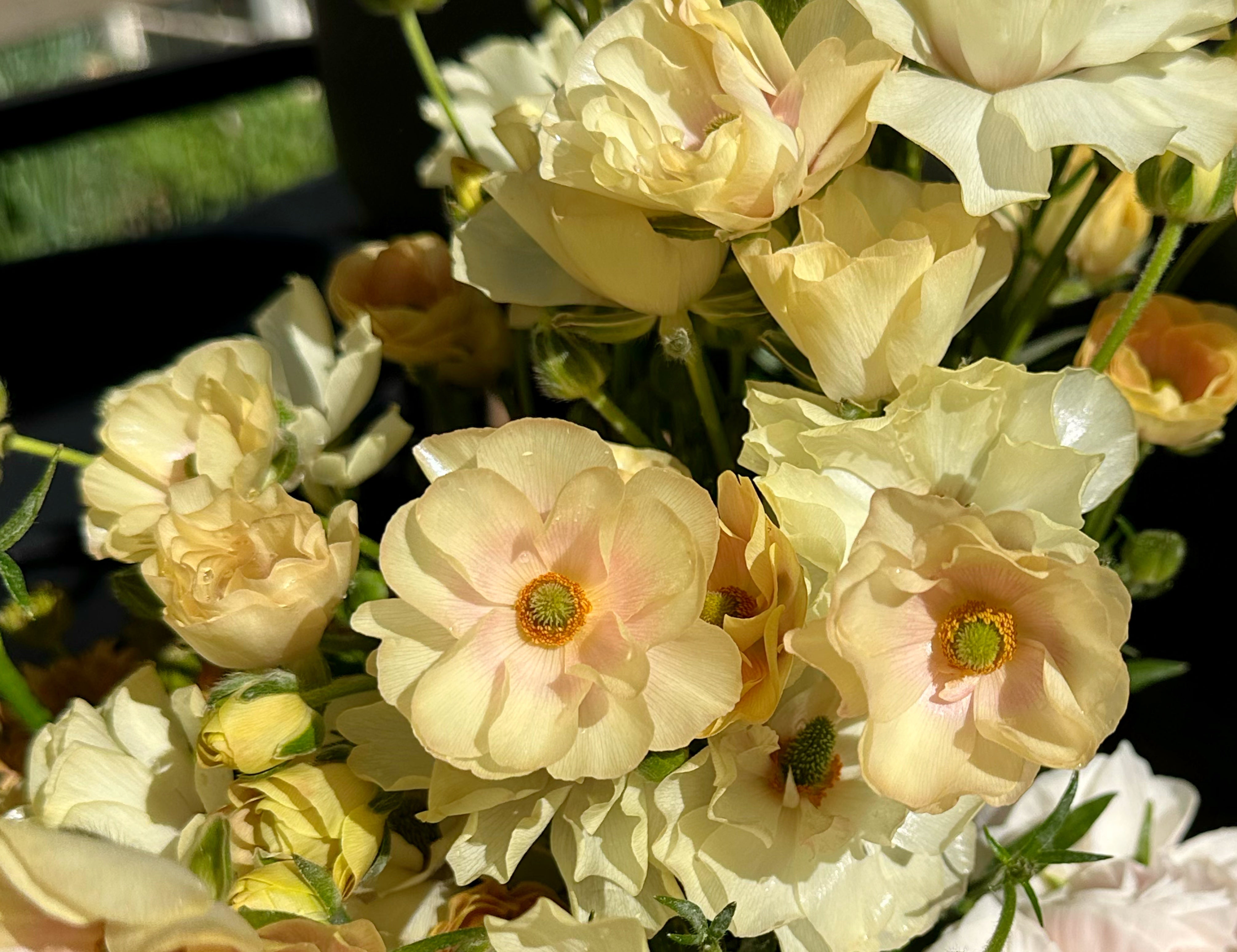 Keramos Butterfly Ranunculus